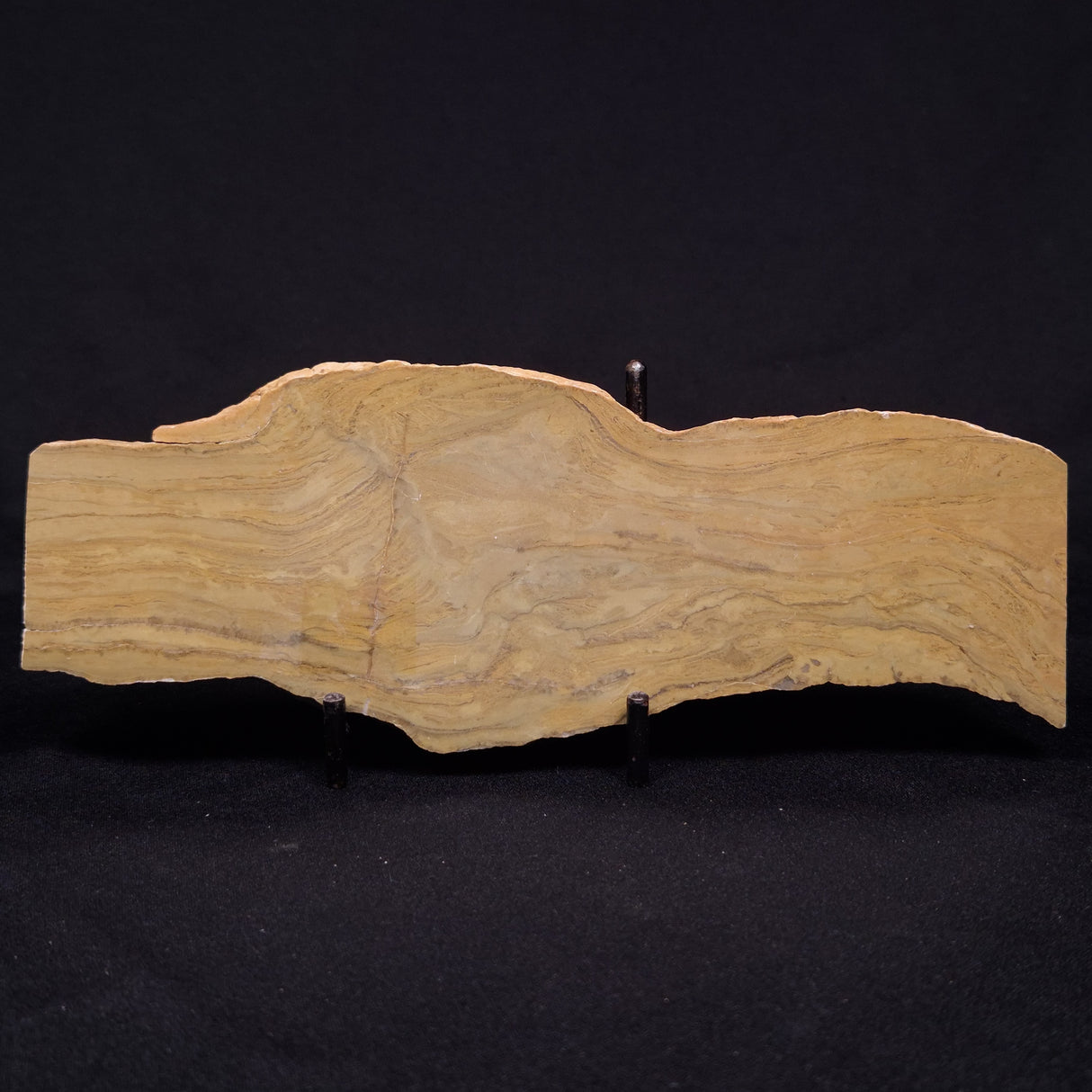 KUSSIELLA CF. KUSSIENSIS, Paleoproterozoic, Canada ZKK016