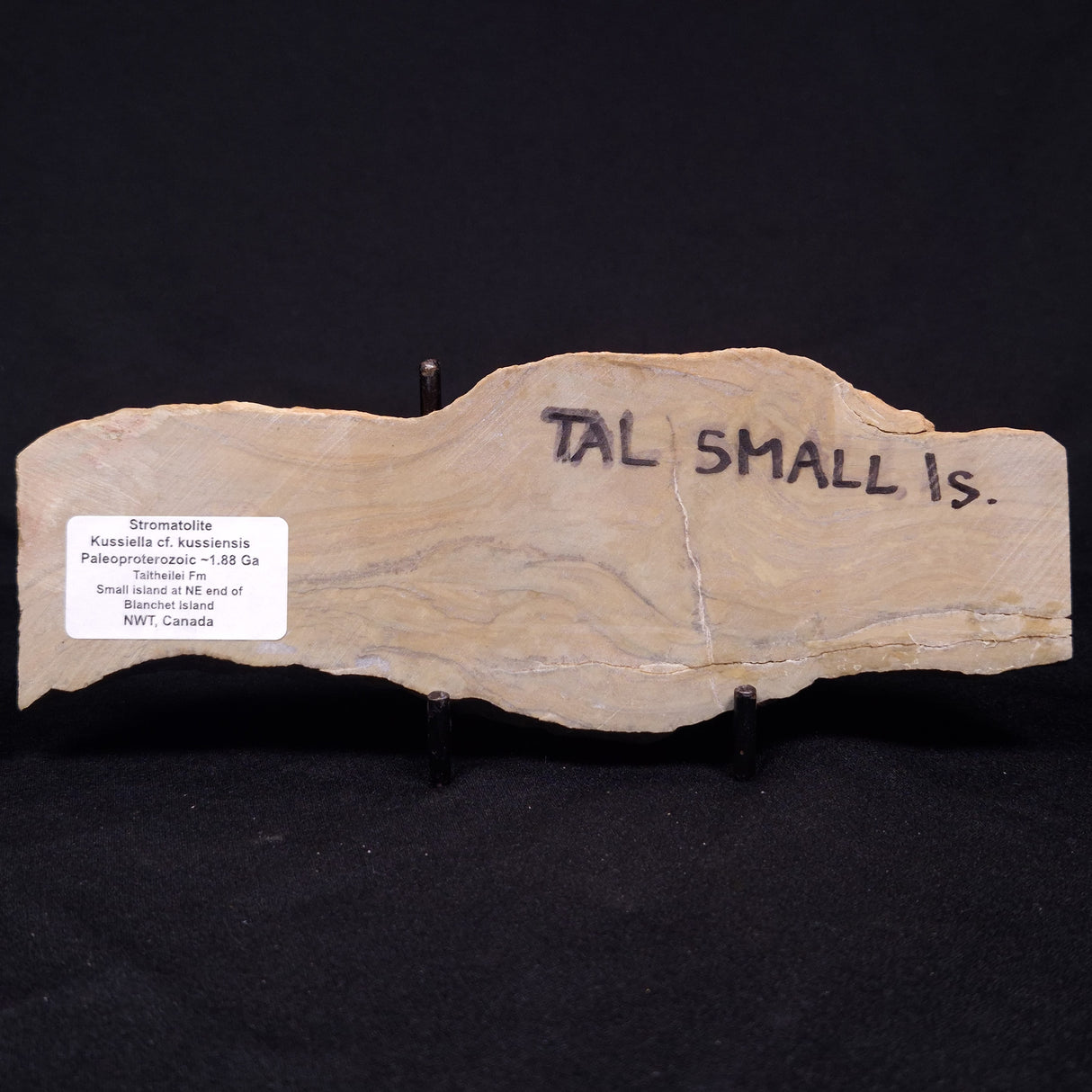 KUSSIELLA CF. KUSSIENSIS, Paleoproterozoic, Canada ZKK016