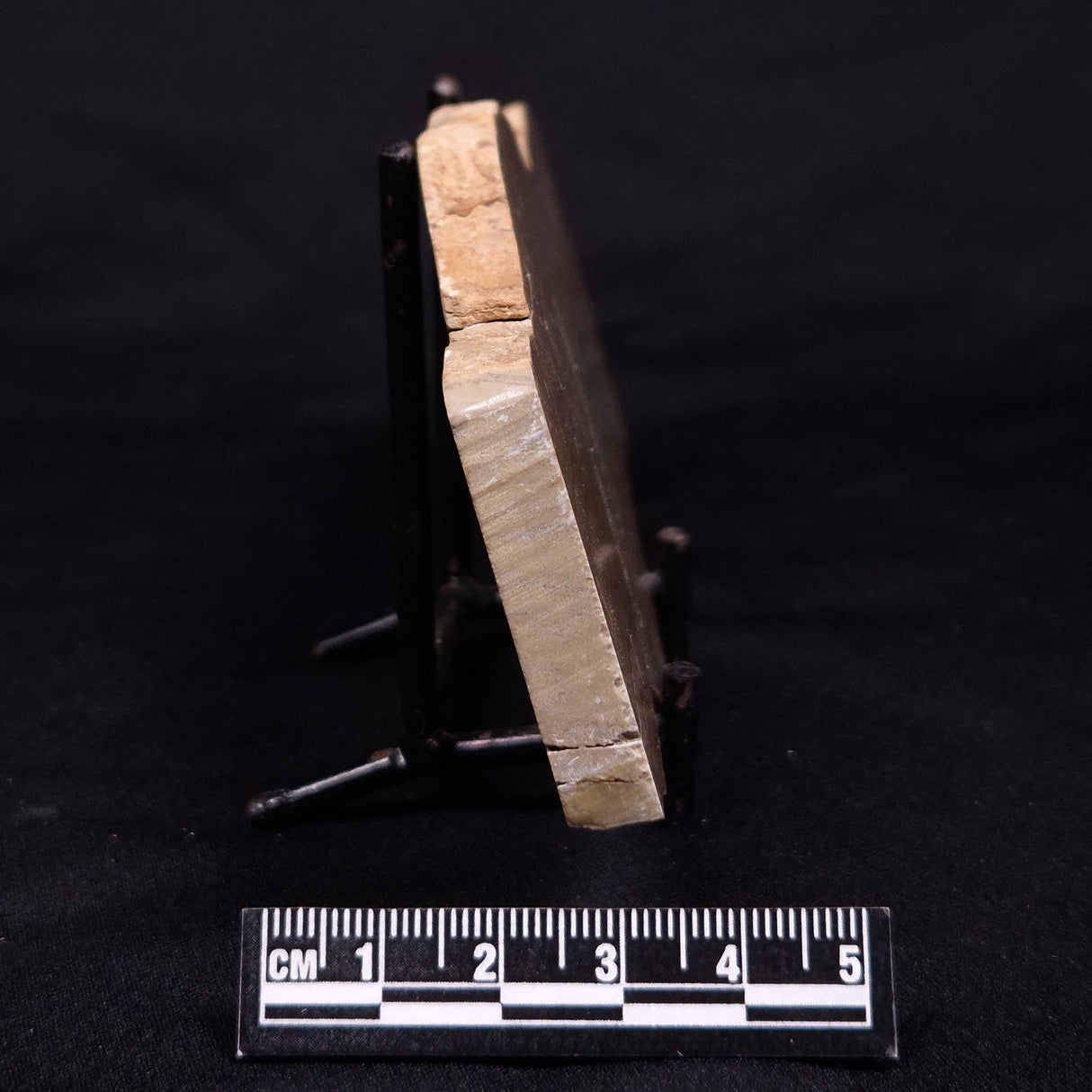 KUSSIELLA CF. KUSSIENSIS, Paleoproterozoic, Canada ZKK016