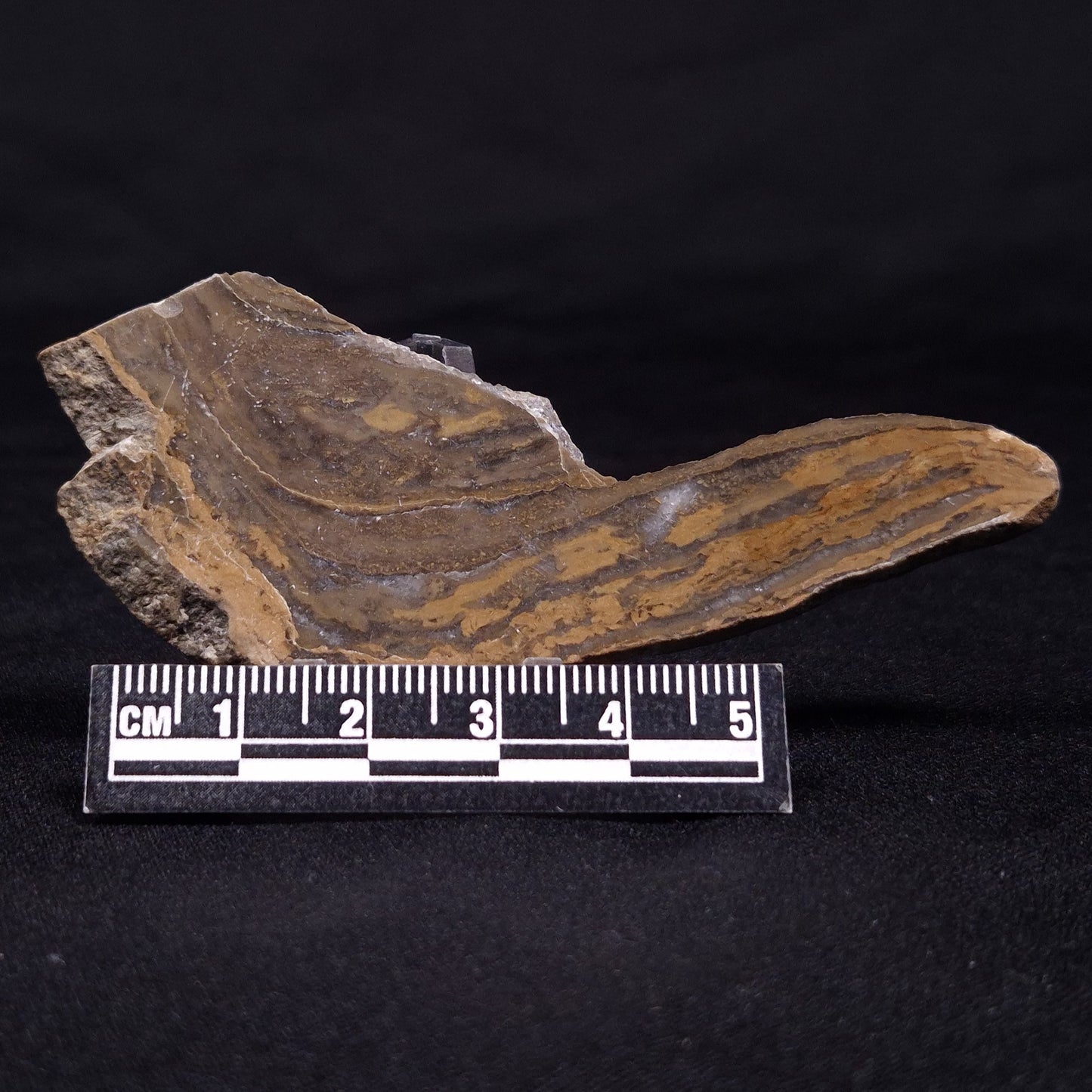 KUSSIELLA CF. KUSSIENSIS, Paleoproterozoic, Canada ZKK017