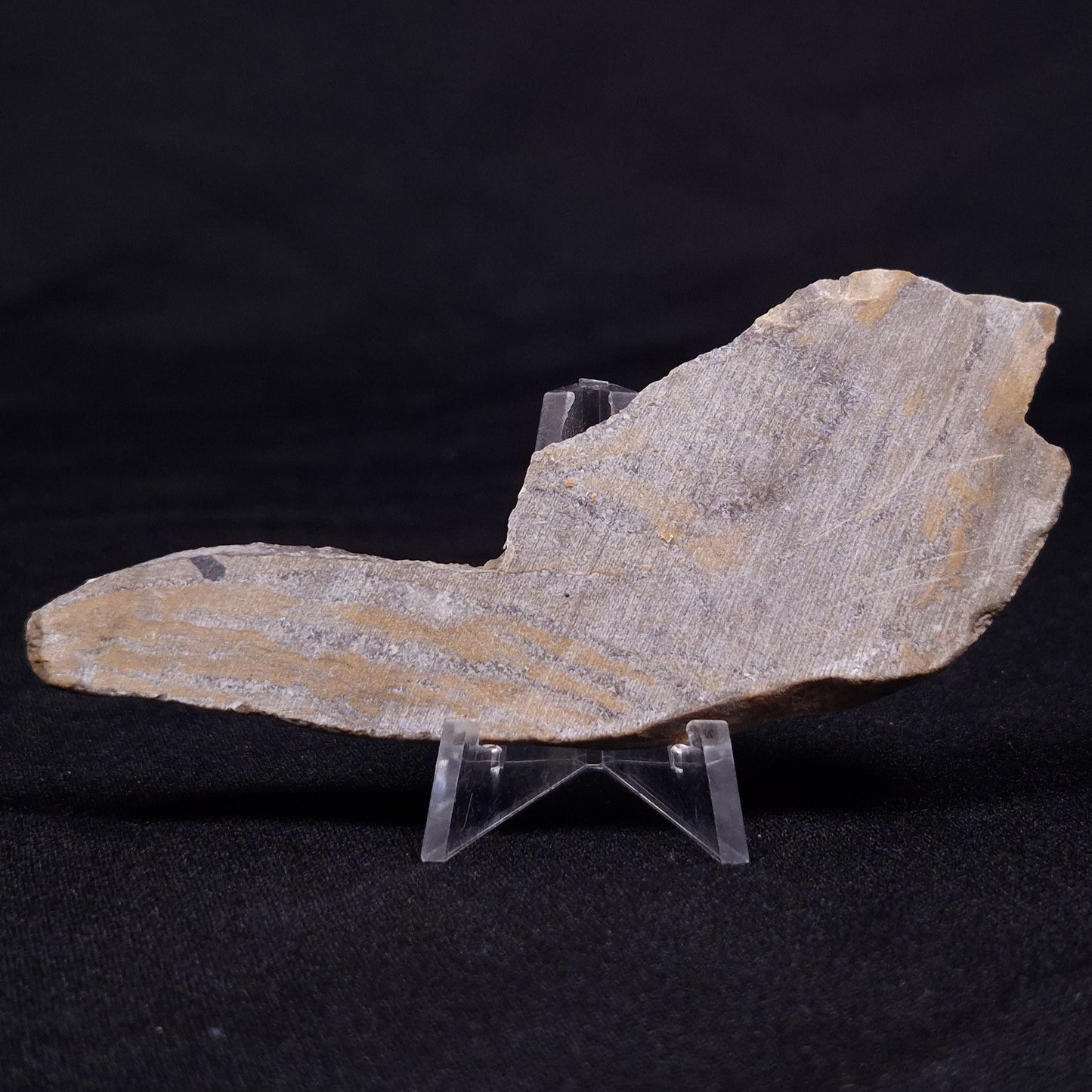 KUSSIELLA CF. KUSSIENSIS, Paleoproterozoic, Canada ZKK017