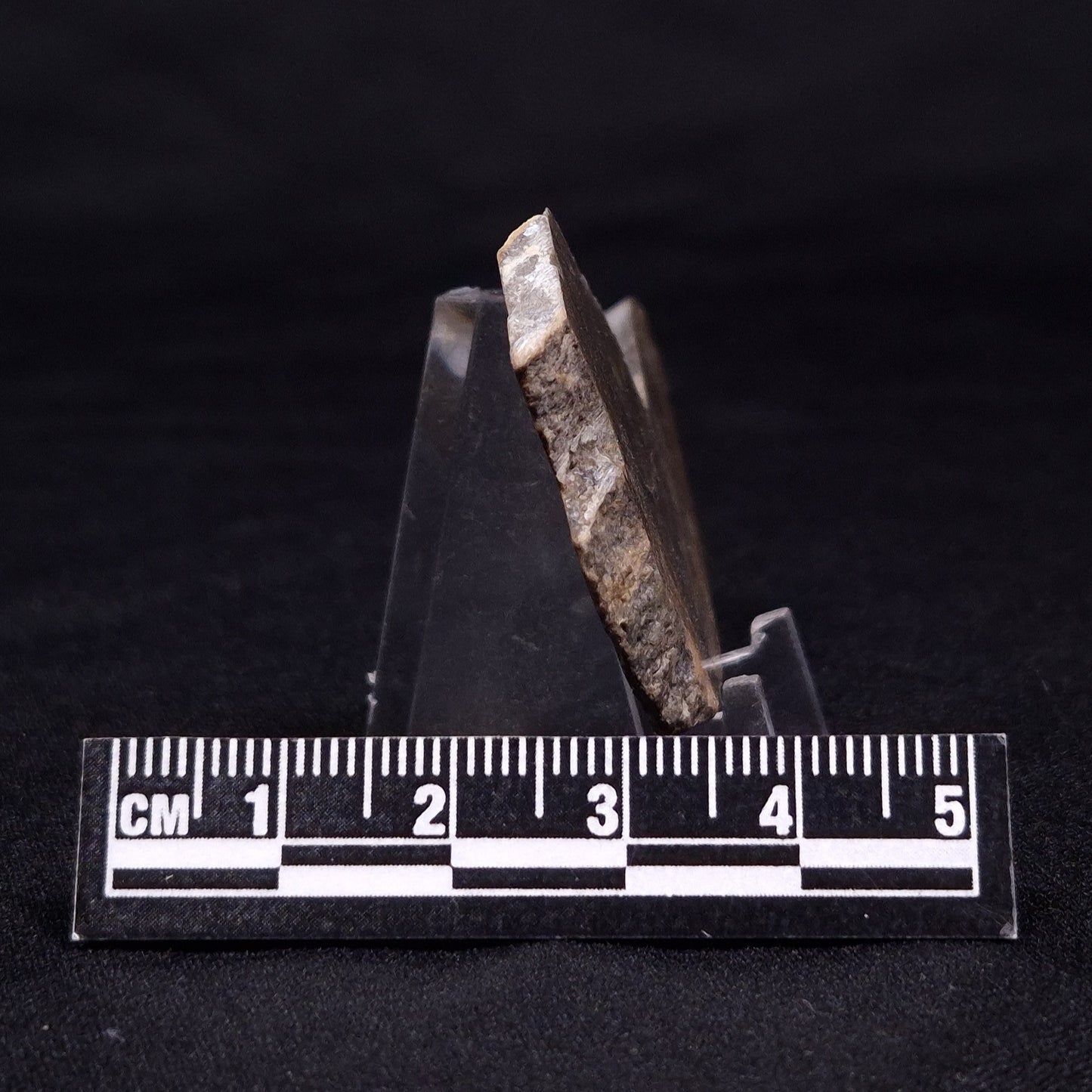 KUSSIELLA CF. KUSSIENSIS, Paleoproterozoic, Canada ZKK017