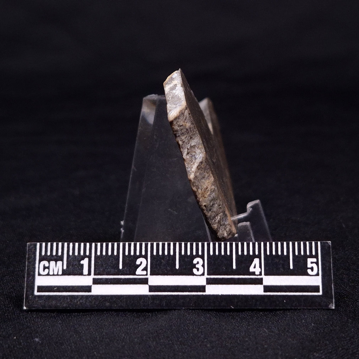 KUSSIELLA CF. KUSSIENSIS, Paleoproterozoic, Canada ZKK017