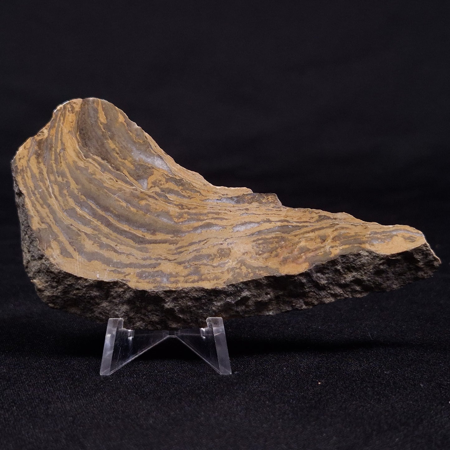 KUSSIELLA CF. KUSSIENSIS, Paleoproterozoic, Canada ZKK018