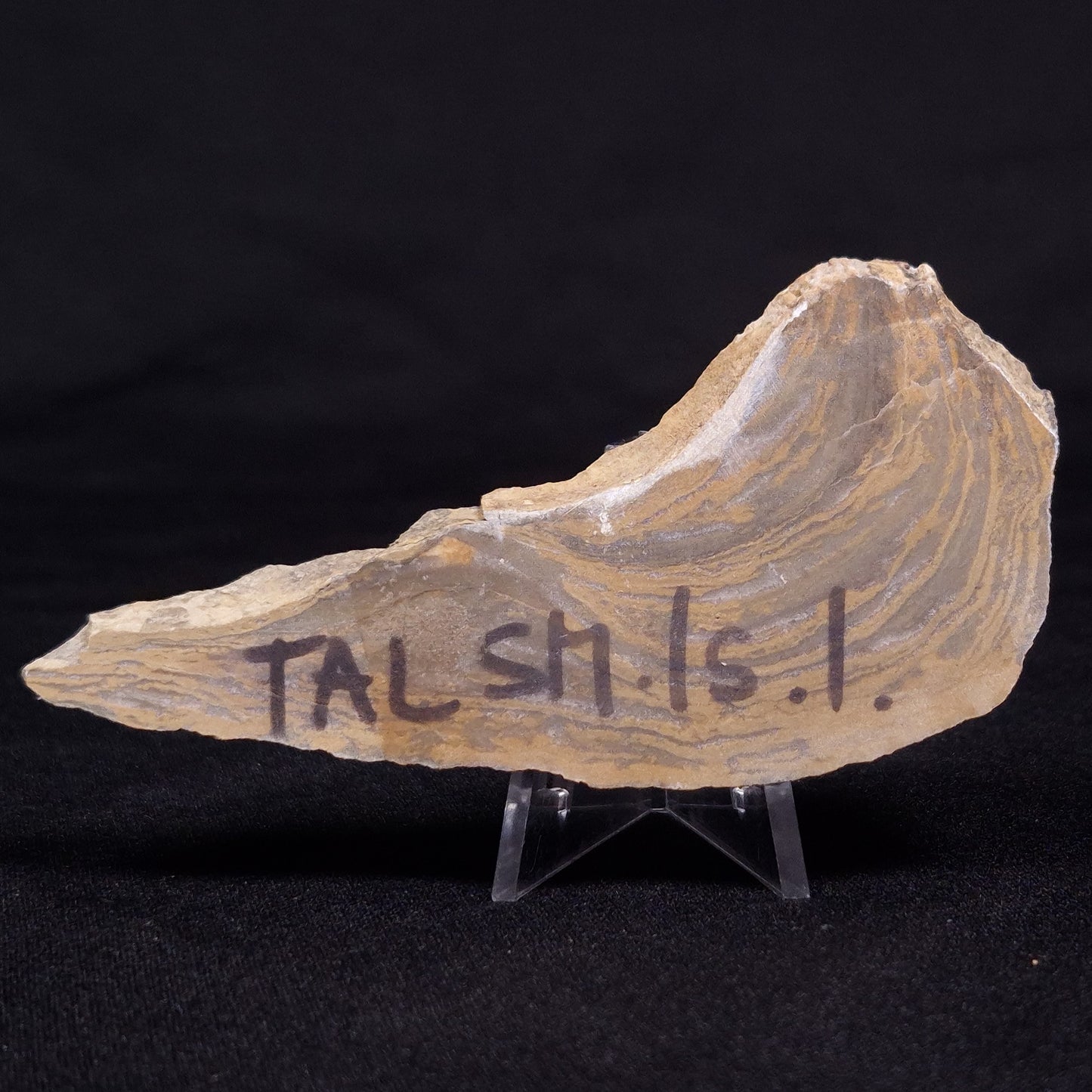 KUSSIELLA CF. KUSSIENSIS, Paleoproterozoic, Canada ZKK018