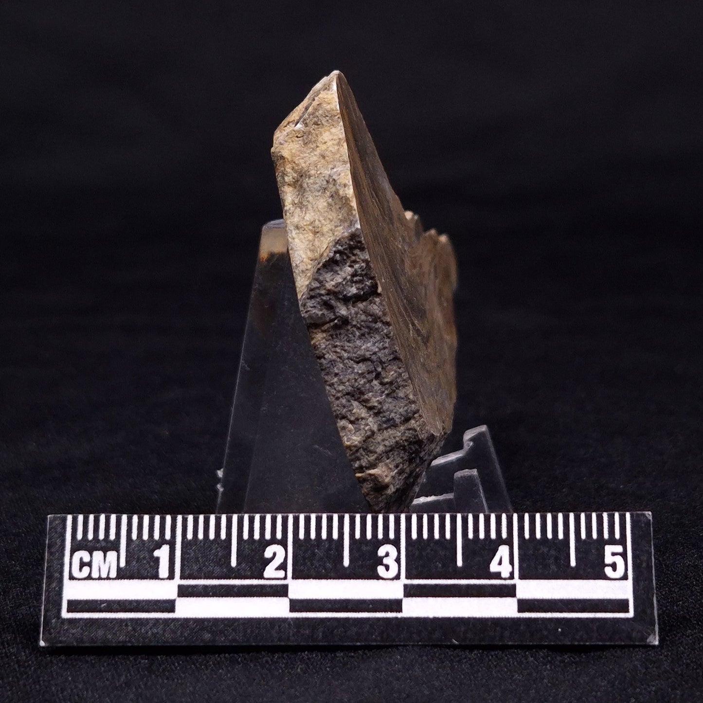 KUSSIELLA CF. KUSSIENSIS, Paleoproterozoic, Canada ZKK018