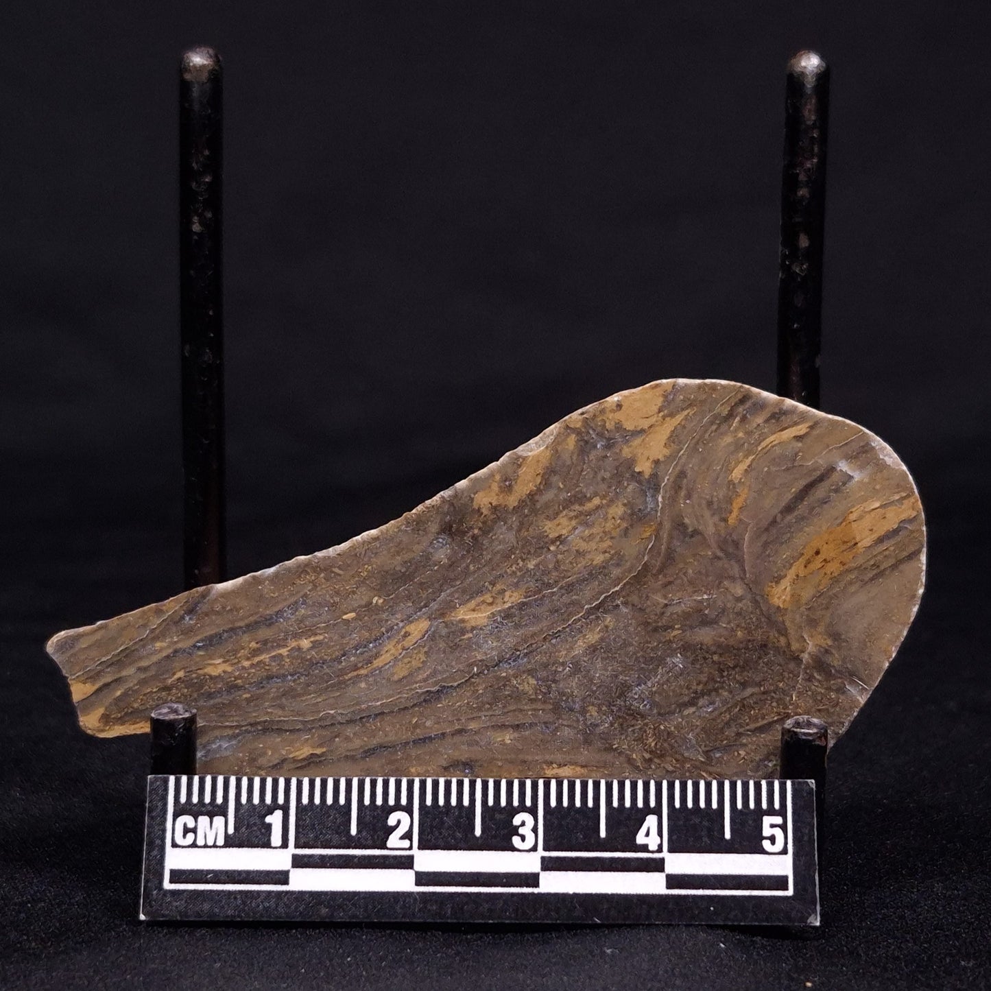 KUSSIELLA CF. KUSSIENSIS, Paleoproterozoic, Canada ZKK019