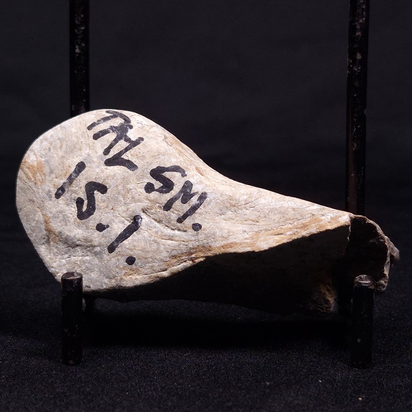 KUSSIELLA CF. KUSSIENSIS, Paleoproterozoic, Canada ZKK019