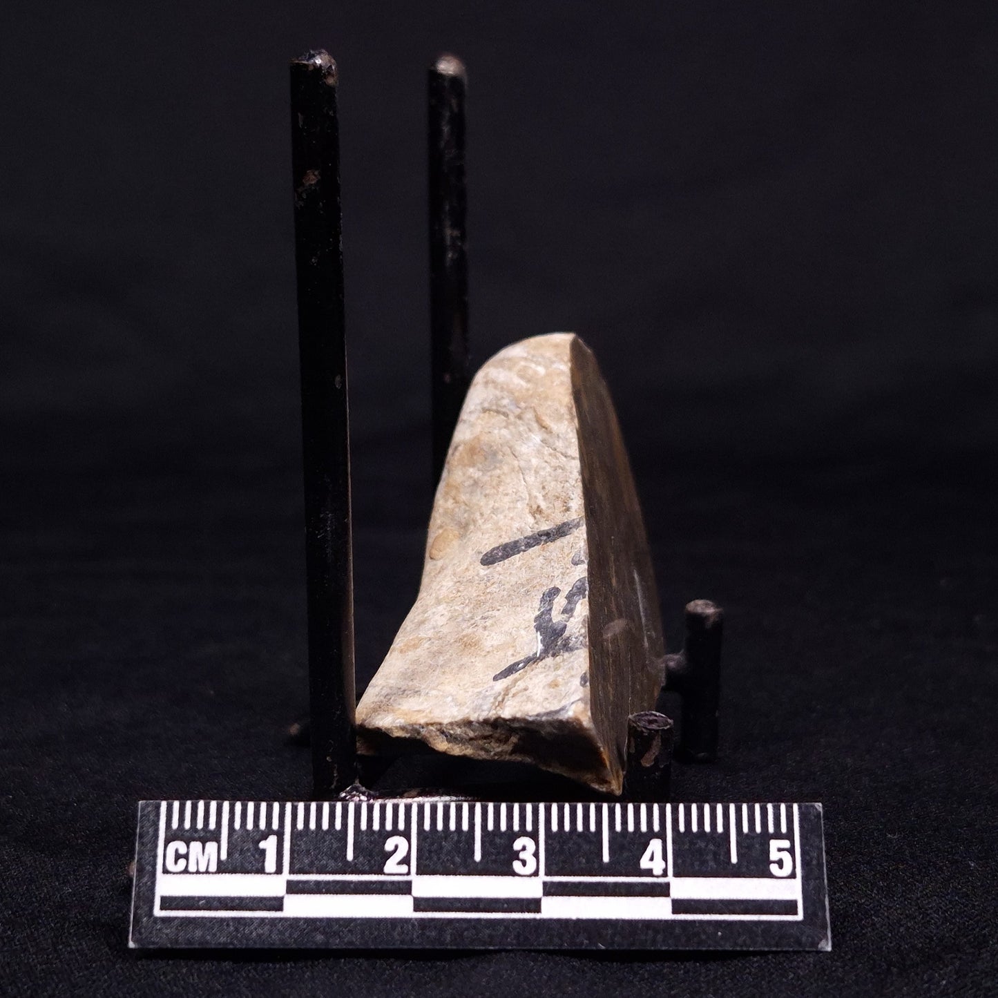 KUSSIELLA CF. KUSSIENSIS, Paleoproterozoic, Canada ZKK019