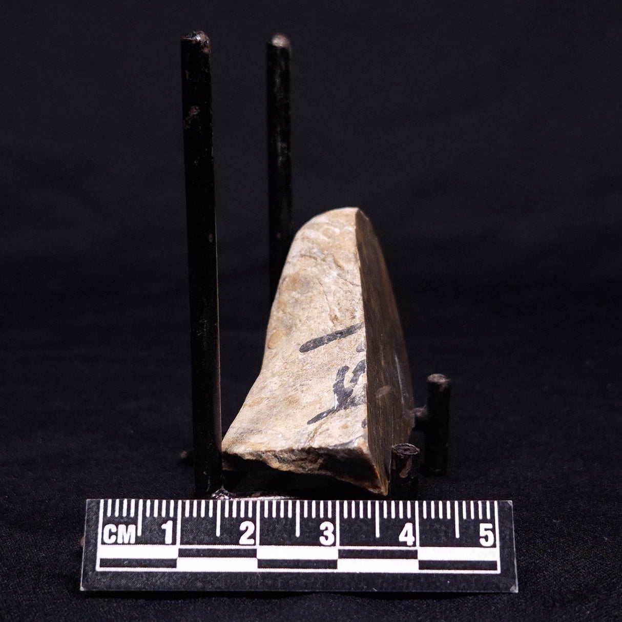 KUSSIELLA CF. KUSSIENSIS, Paleoproterozoic, Canada ZKK019