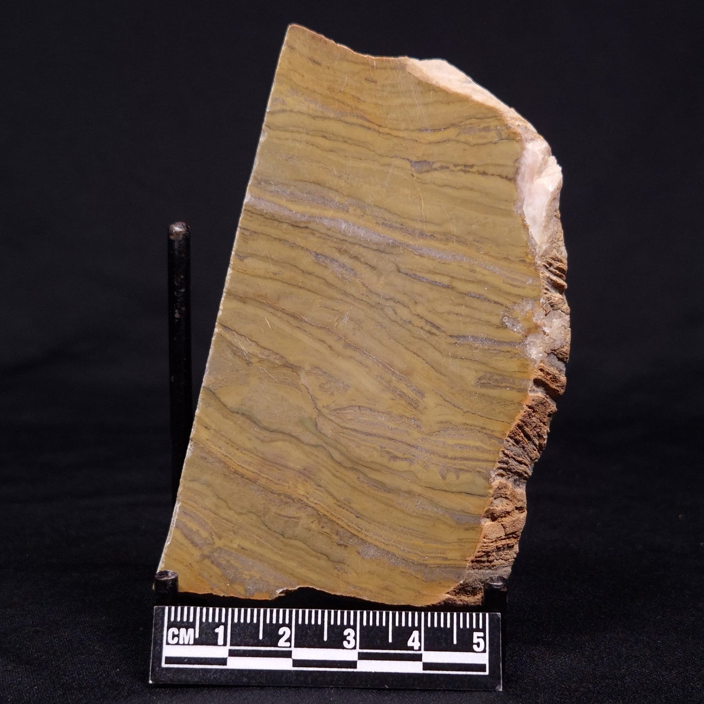 KUSSIELLA CF. KUSSIENSIS, Paleoproterozoic, Canada ZKK020