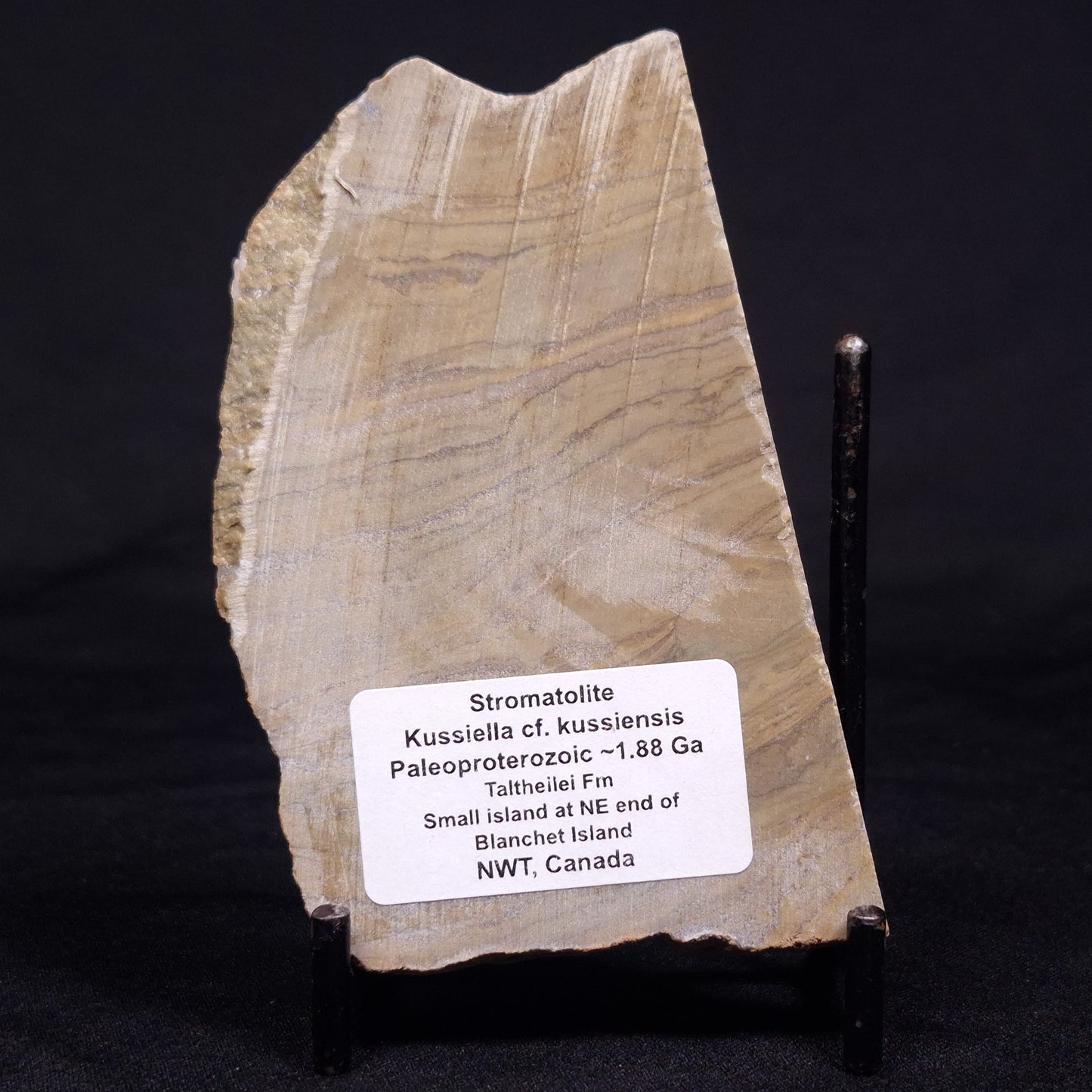 KUSSIELLA CF. KUSSIENSIS, Paleoproterozoic, Canada ZKK020