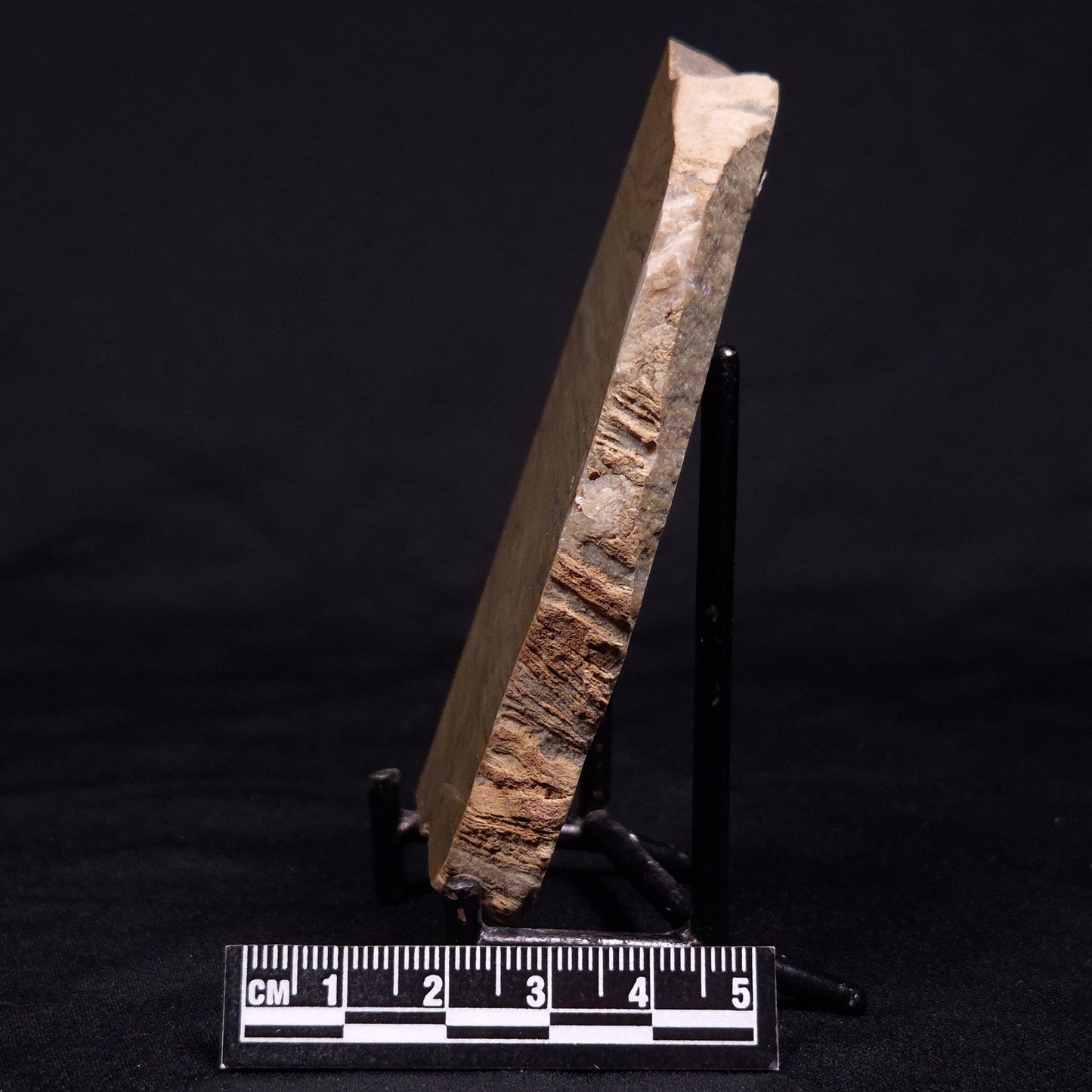 KUSSIELLA CF. KUSSIENSIS, Paleoproterozoic, Canada ZKK020