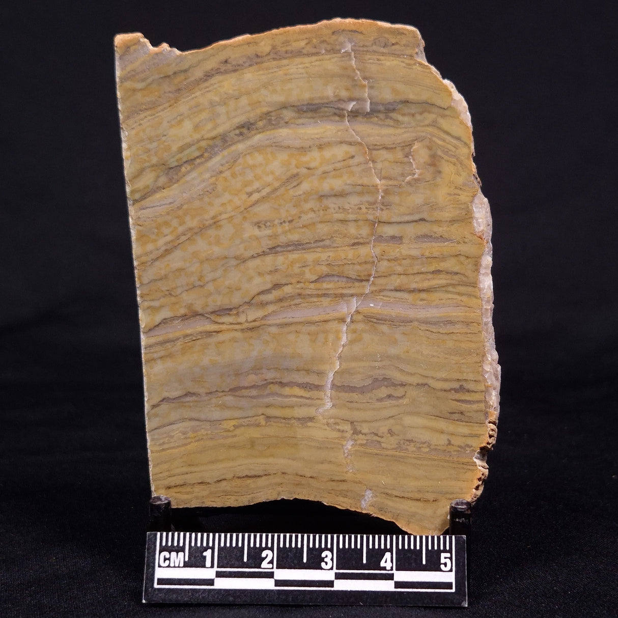 KUSSIELLA CF. KUSSIENSIS, Paleoproterozoic, Canada ZKK022