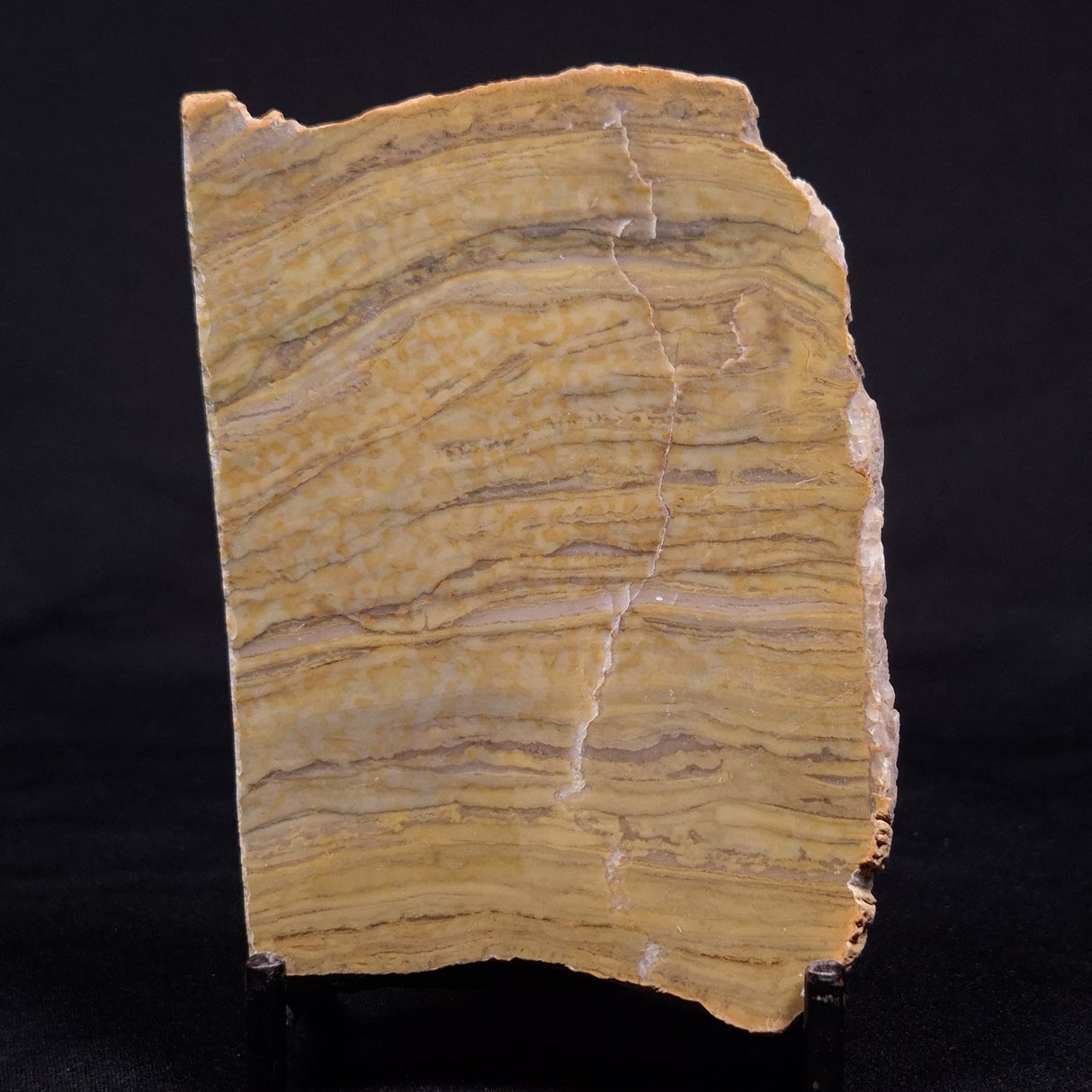 KUSSIELLA CF. KUSSIENSIS, Paleoproterozoic, Canada ZKK022