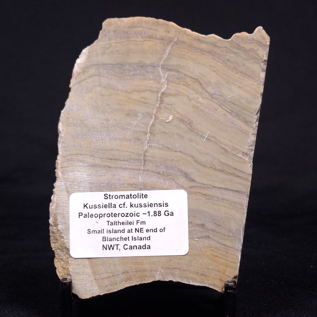 KUSSIELLA CF. KUSSIENSIS, Paleoproterozoic, Canada ZKK022