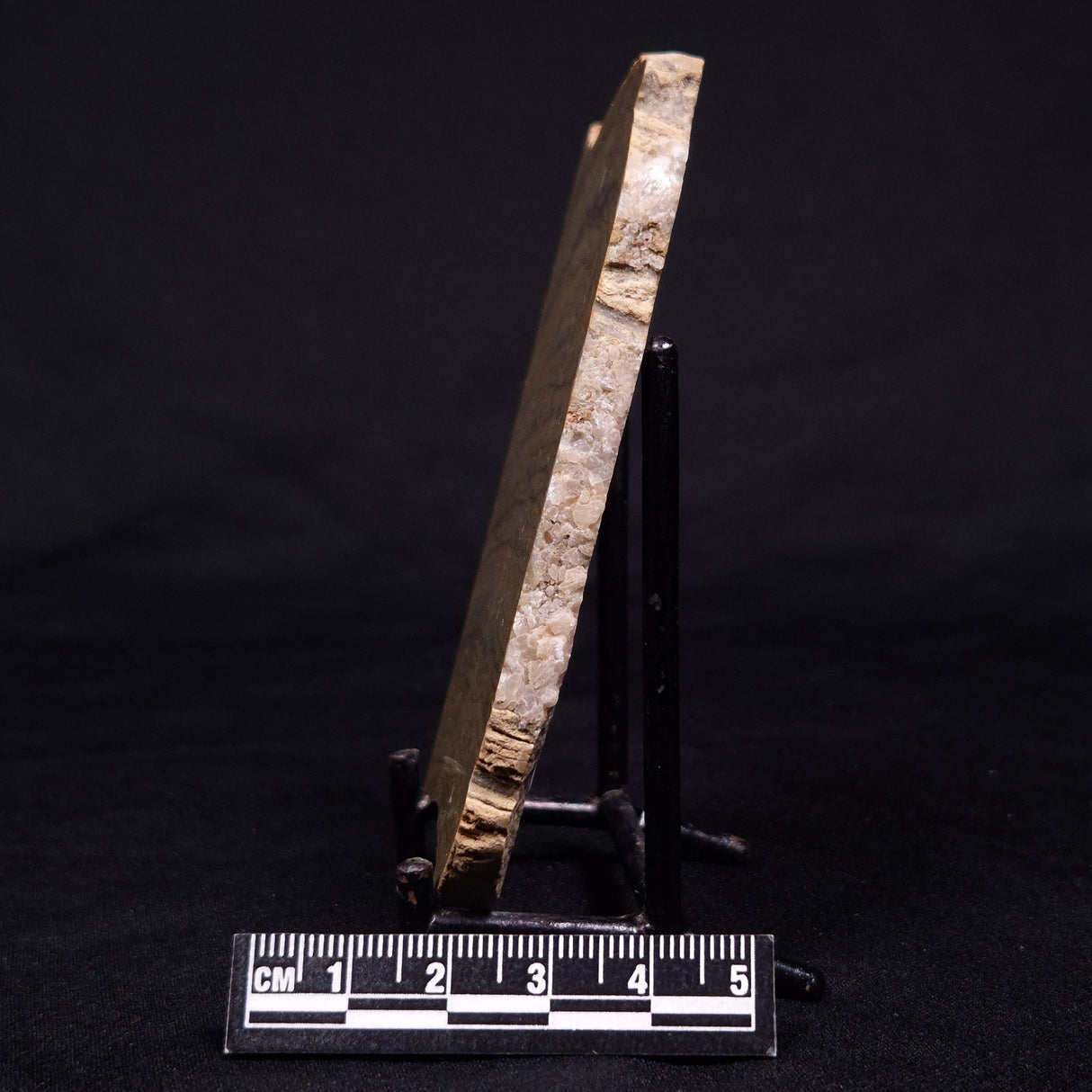 KUSSIELLA CF. KUSSIENSIS, Paleoproterozoic, Canada ZKK022