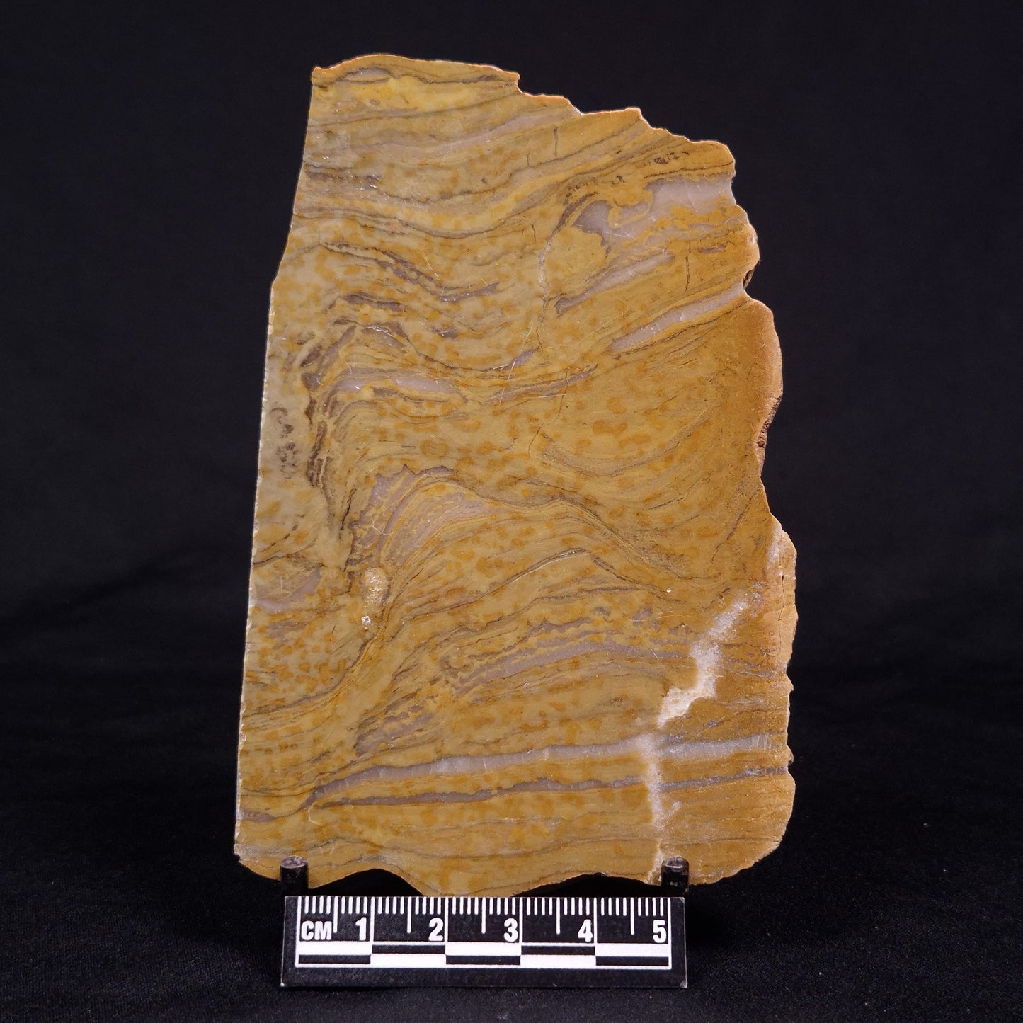KUSSIELLA CF. KUSSIENSIS, Paleoproterozoic, Canada ZKK024