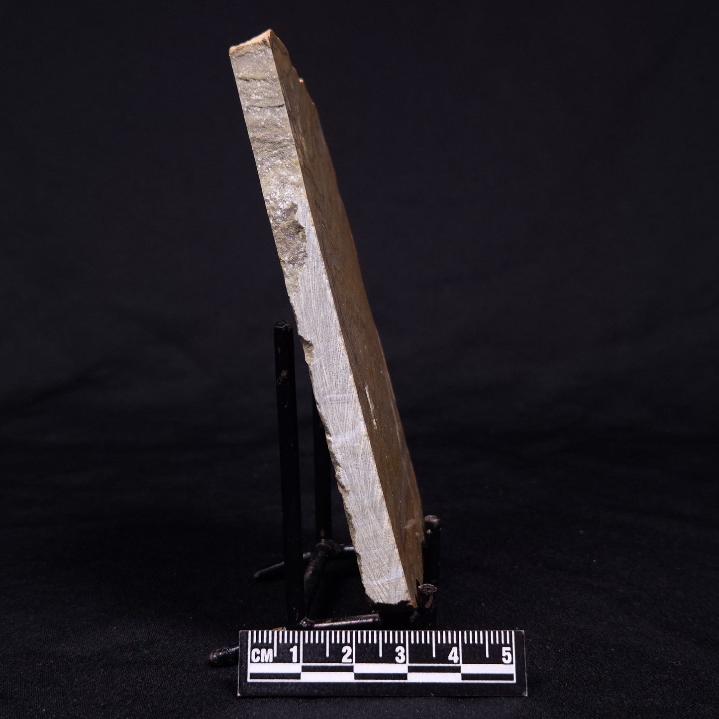 KUSSIELLA CF. KUSSIENSIS, Paleoproterozoic, Canada ZKK024
