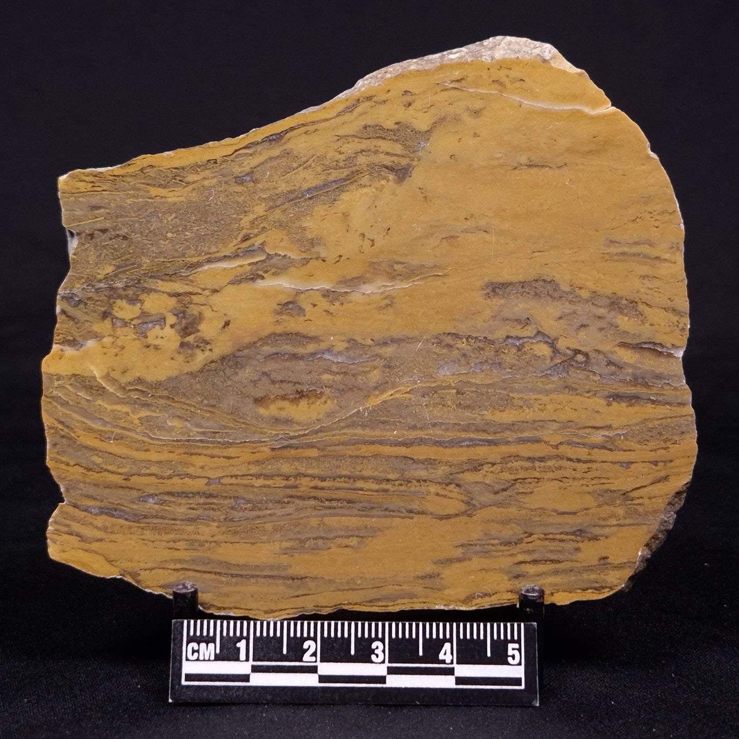 KUSSIELLA CF. KUSSIENSIS, Paleoproterozoic, Canada ZKK025