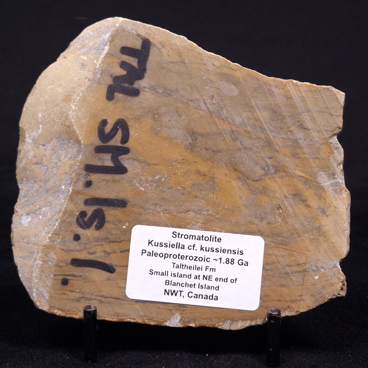 KUSSIELLA CF. KUSSIENSIS, Paleoproterozoic, Canada ZKK025