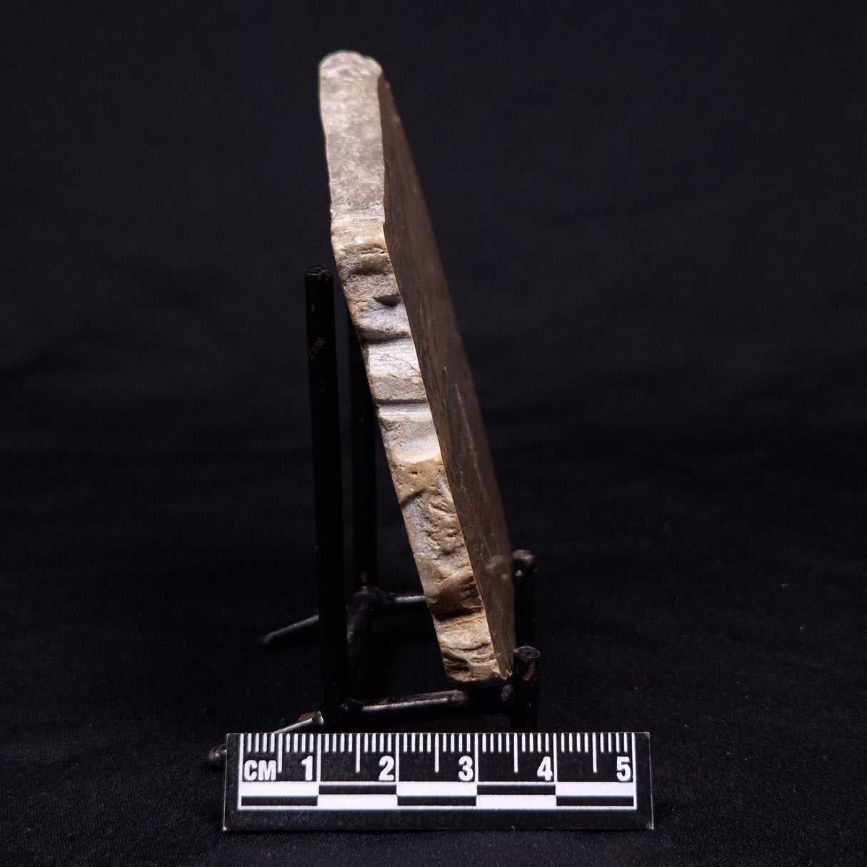 KUSSIELLA CF. KUSSIENSIS, Paleoproterozoic, Canada ZKK025