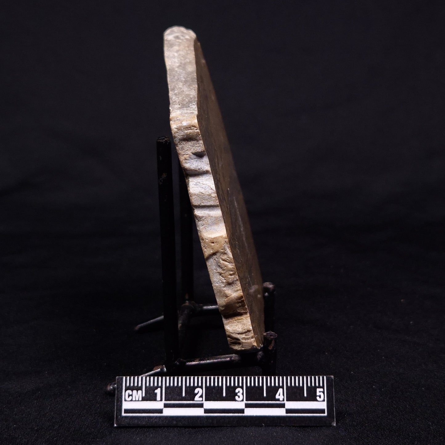KUSSIELLA CF. KUSSIENSIS, Paleoproterozoic, Canada ZKK025