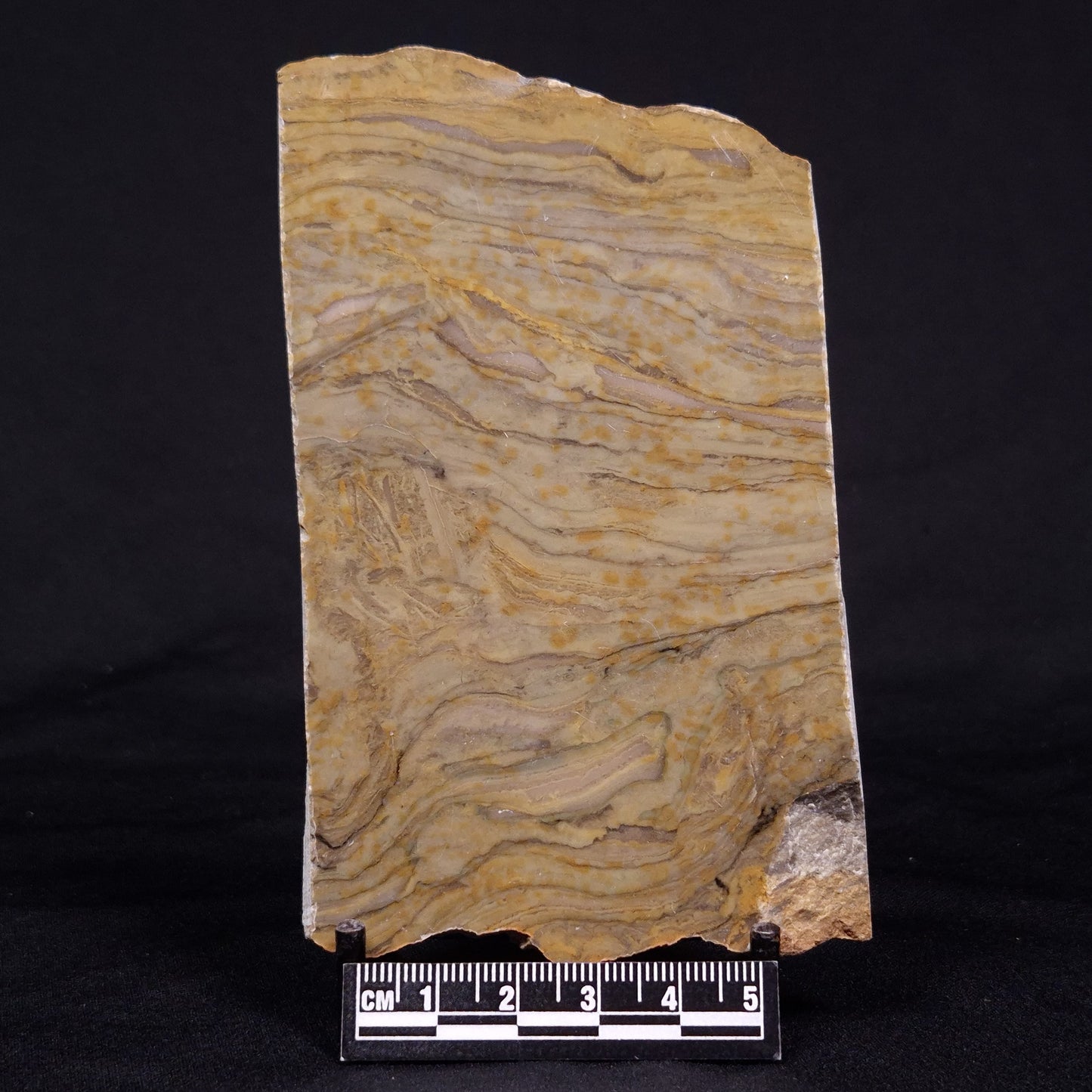 KUSSIELLA CF. KUSSIENSIS, Paleoproterozoic, Canada ZKK026