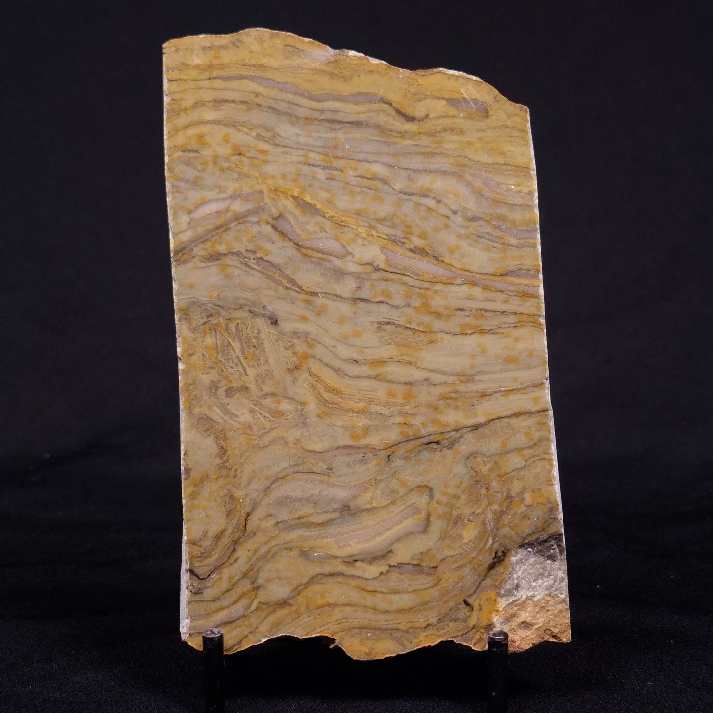 KUSSIELLA CF. KUSSIENSIS, Paleoproterozoic, Canada ZKK026