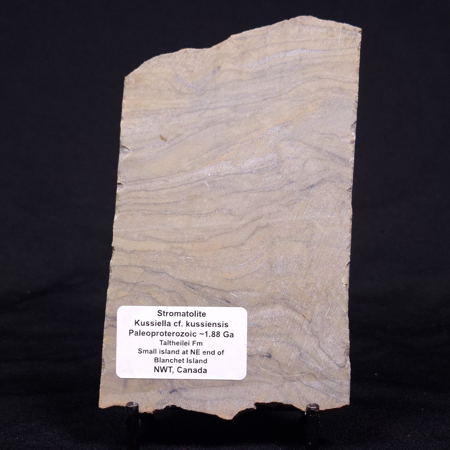 KUSSIELLA CF. KUSSIENSIS, Paleoproterozoic, Canada ZKK026