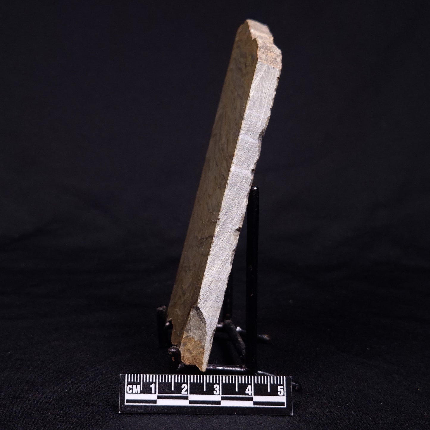 KUSSIELLA CF. KUSSIENSIS, Paleoproterozoic, Canada ZKK026