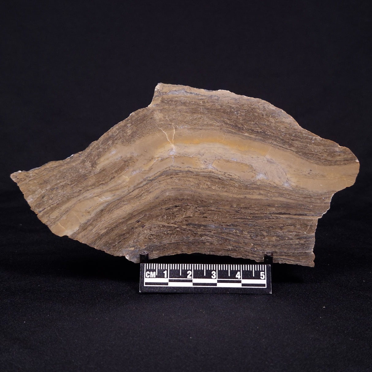 KUSSIELLA CF. KUSSIENSIS, Paleoproterozoic, Canada ZKK027