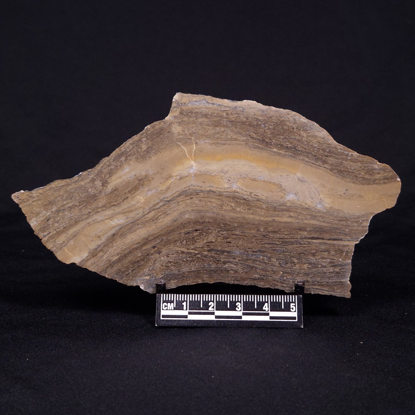 KUSSIELLA CF. KUSSIENSIS, Paleoproterozoic, Canada ZKK027