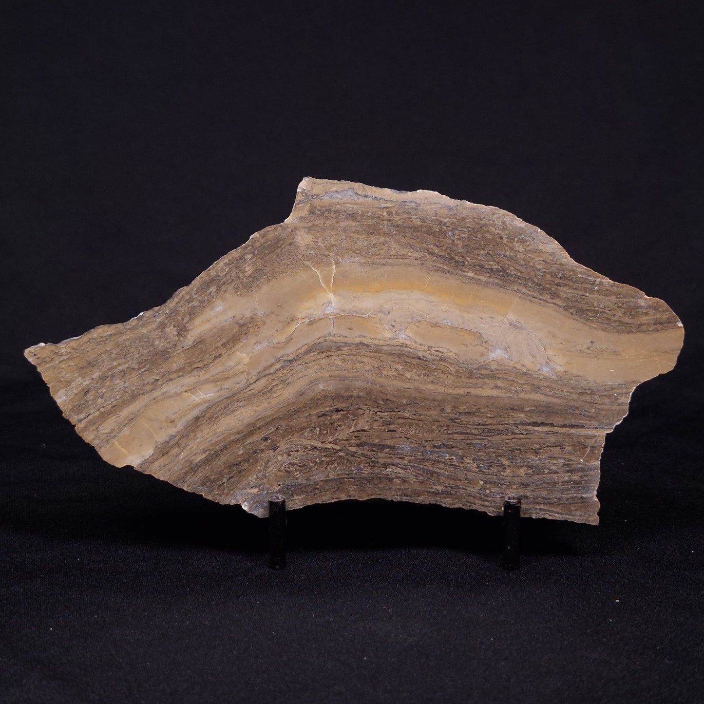KUSSIELLA CF. KUSSIENSIS, Paleoproterozoic, Canada ZKK027