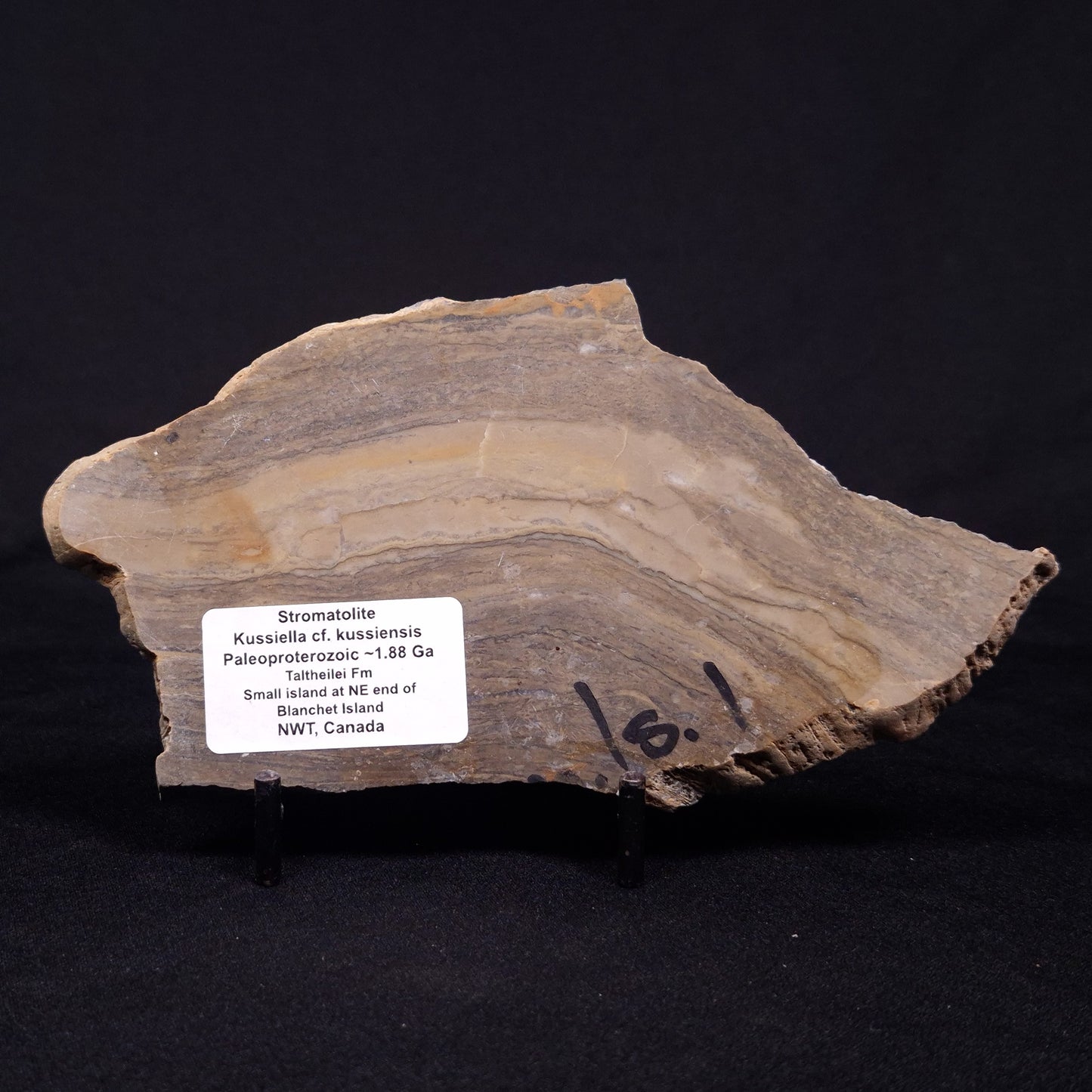 KUSSIELLA CF. KUSSIENSIS, Paleoproterozoic, Canada ZKK027