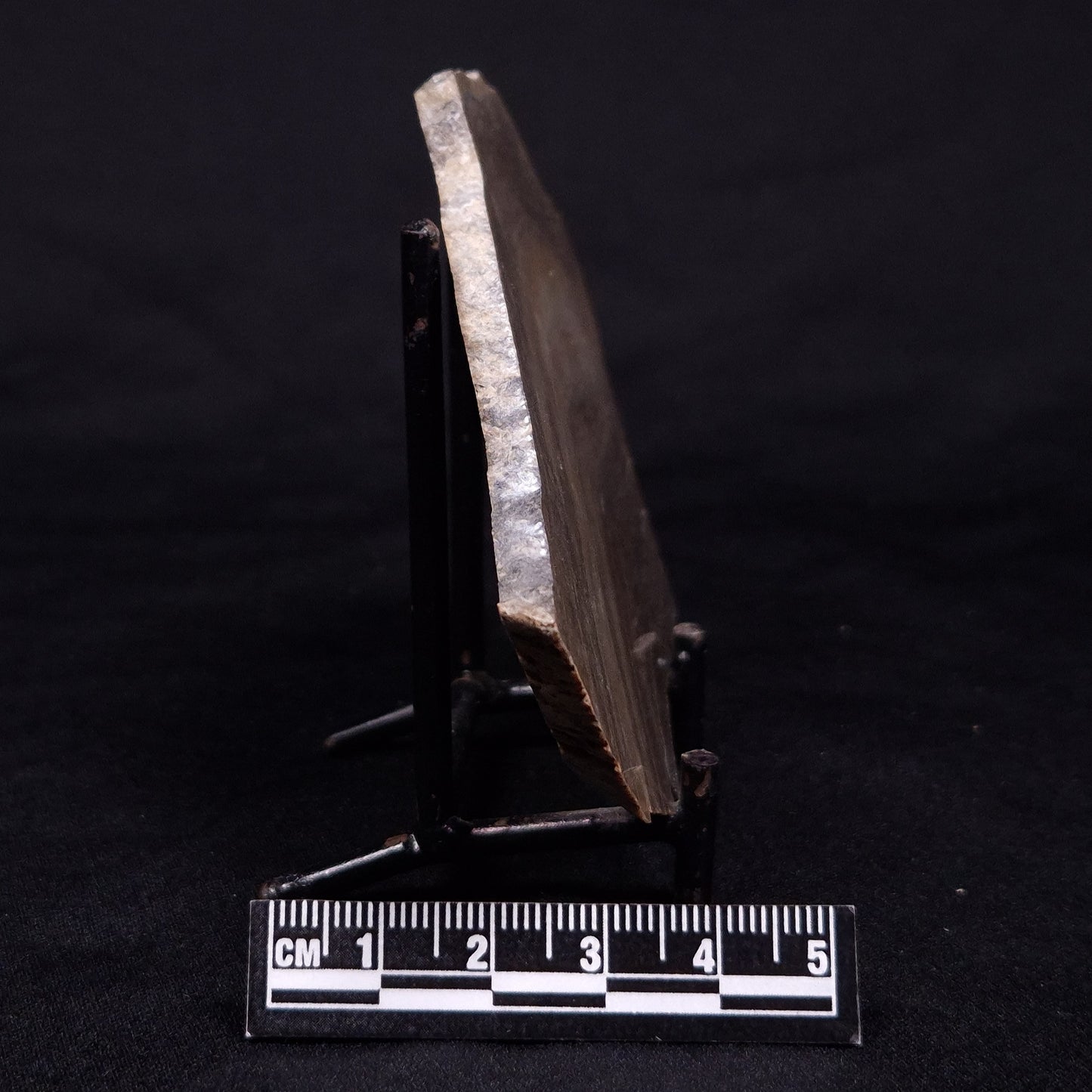 KUSSIELLA CF. KUSSIENSIS, Paleoproterozoic, Canada ZKK027