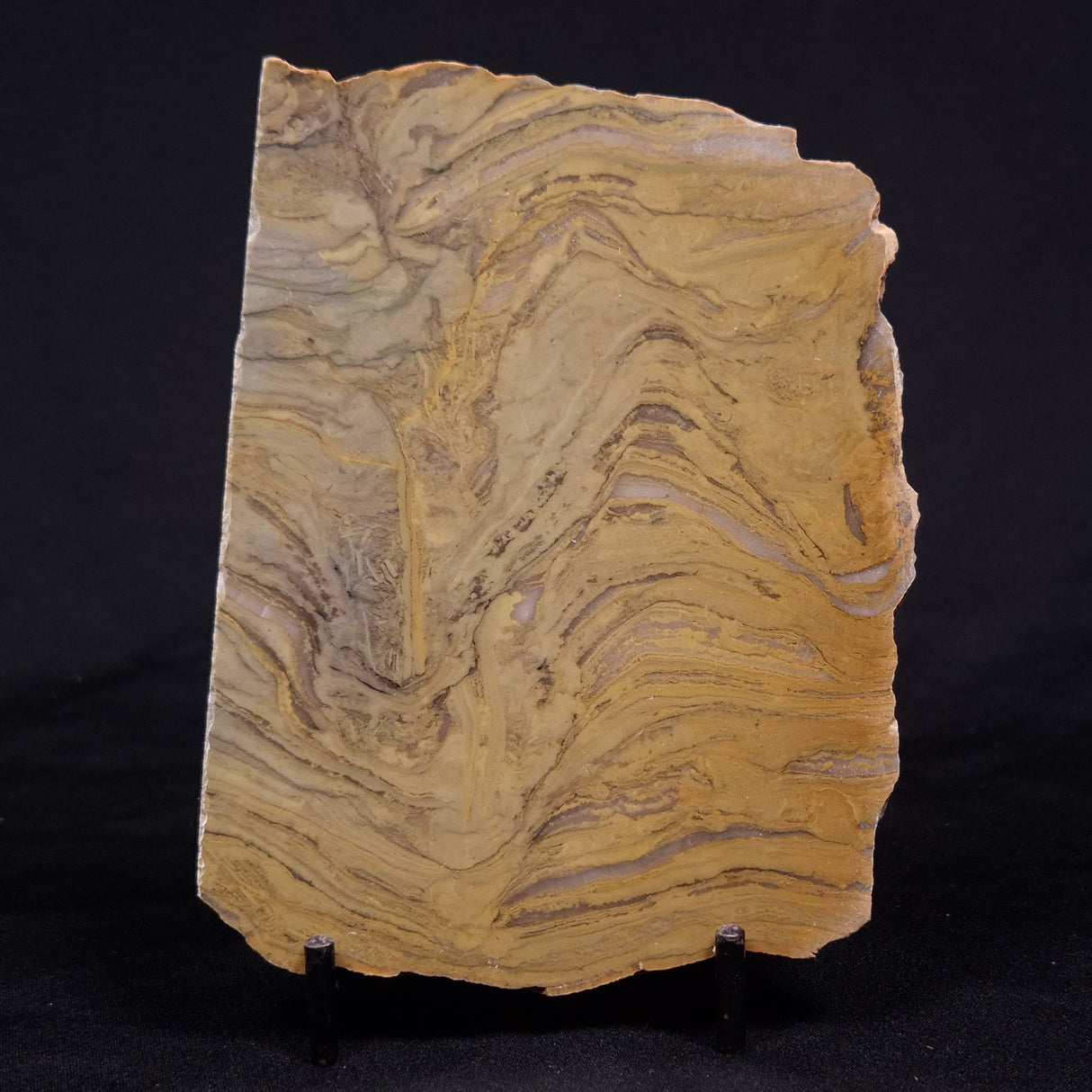 KUSSIELLA CF. KUSSIENSIS, Paleoproterozoic, Canada ZKK028