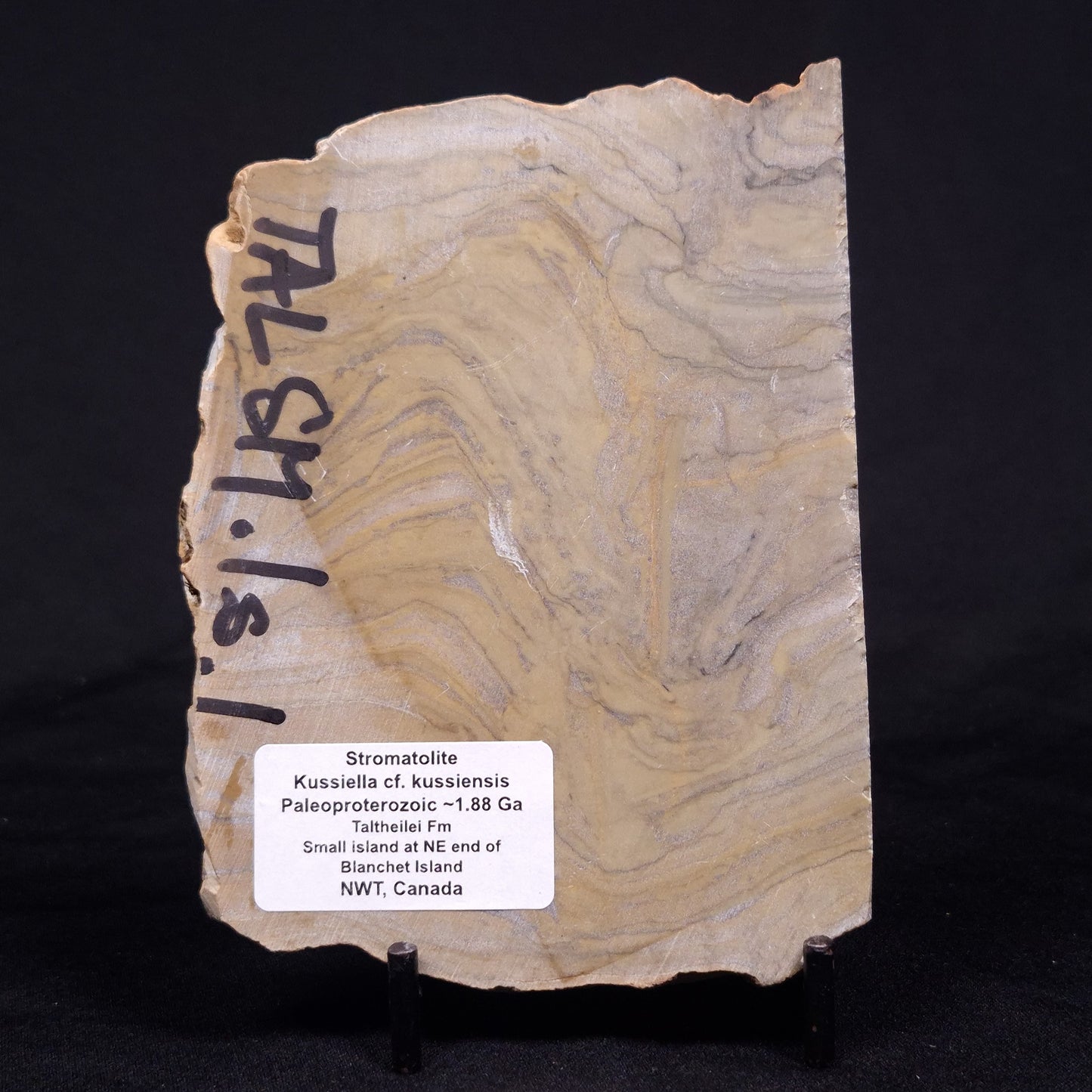 KUSSIELLA CF. KUSSIENSIS, Paleoproterozoic, Canada ZKK028