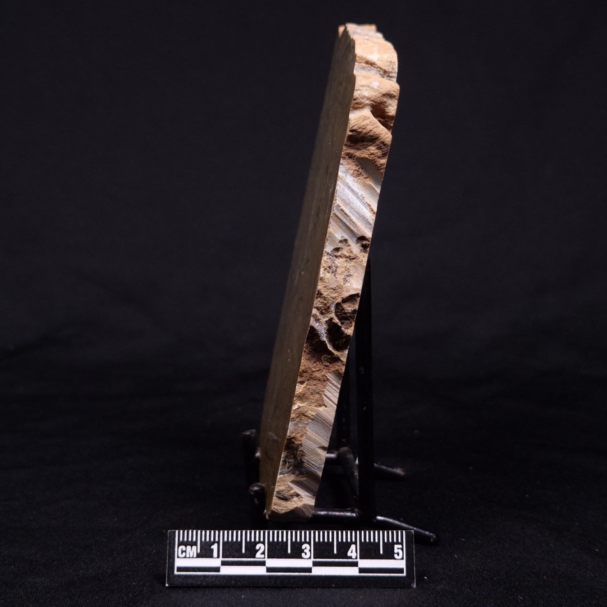 KUSSIELLA CF. KUSSIENSIS, Paleoproterozoic, Canada ZKK028