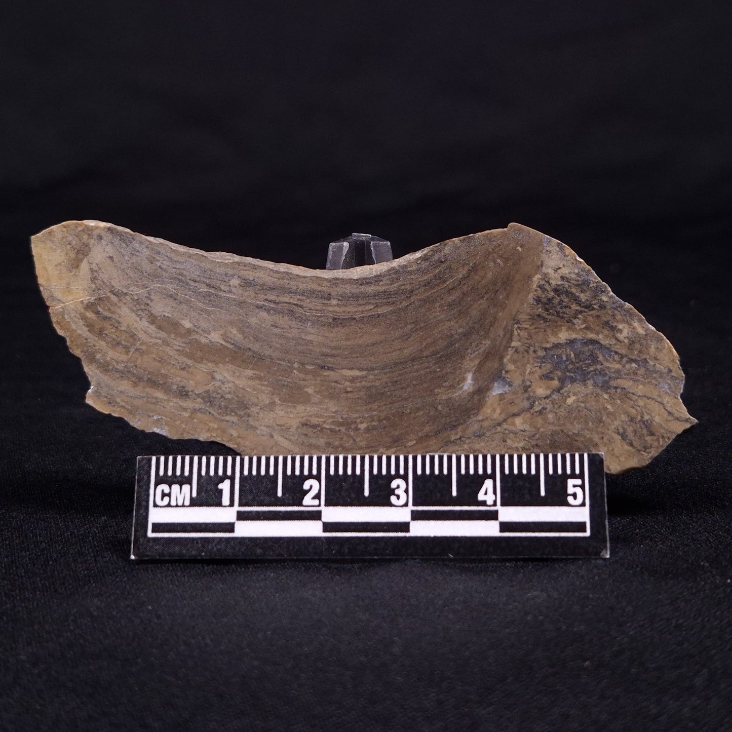 KUSSIELLA CF. KUSSIENSIS, Paleoproterozoic, Canada ZKK029