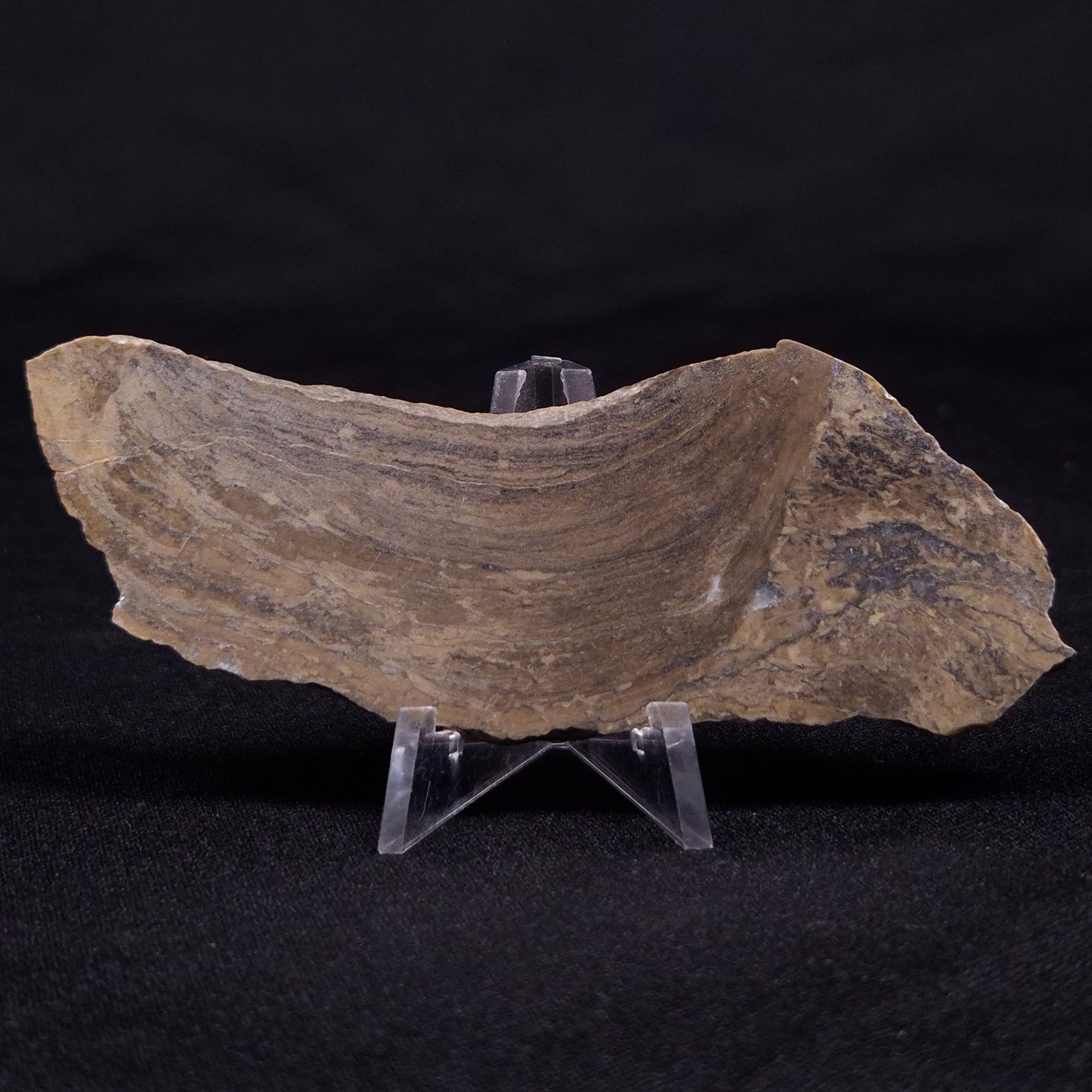 KUSSIELLA CF. KUSSIENSIS, Paleoproterozoic, Canada ZKK029
