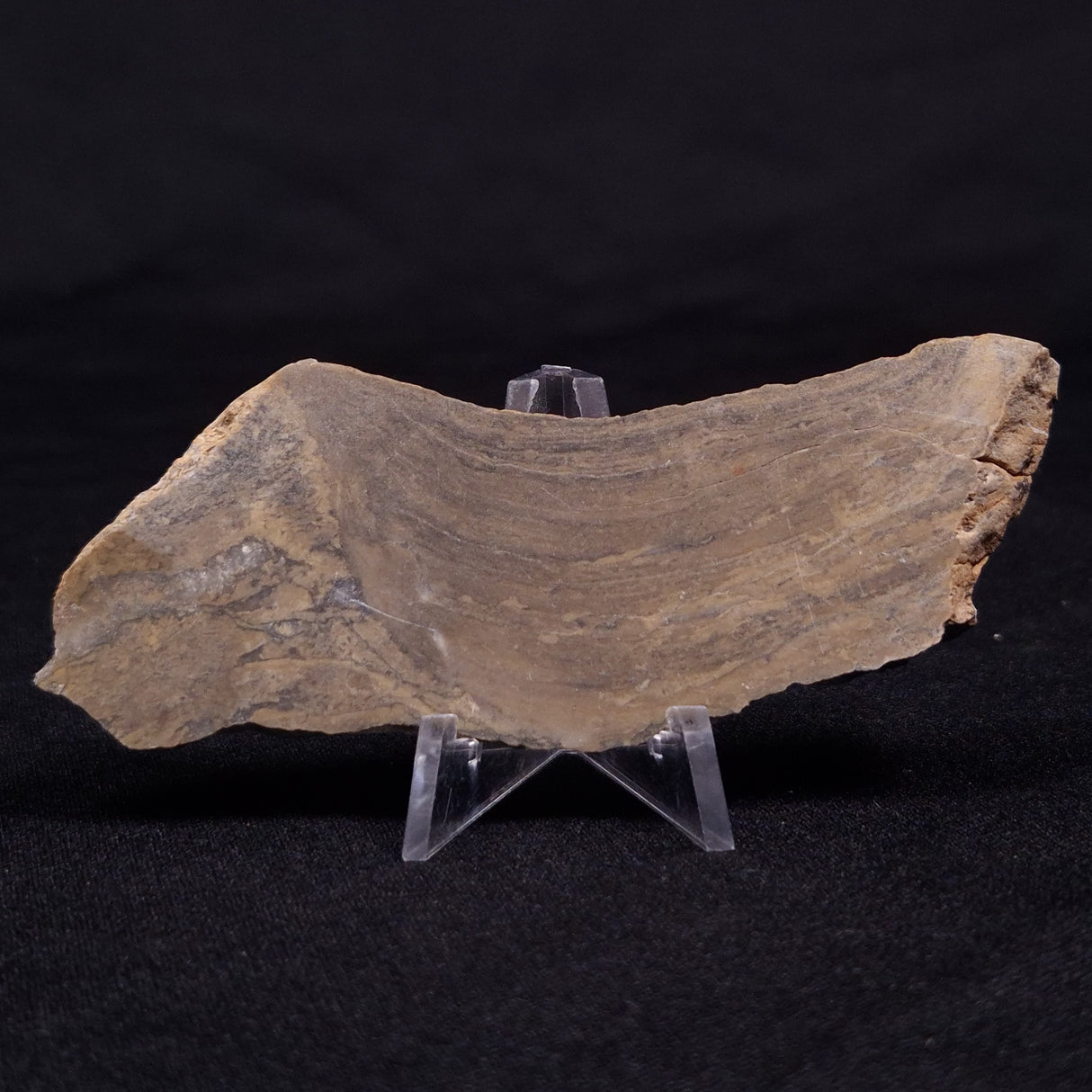 KUSSIELLA CF. KUSSIENSIS, Paleoproterozoic, Canada ZKK029