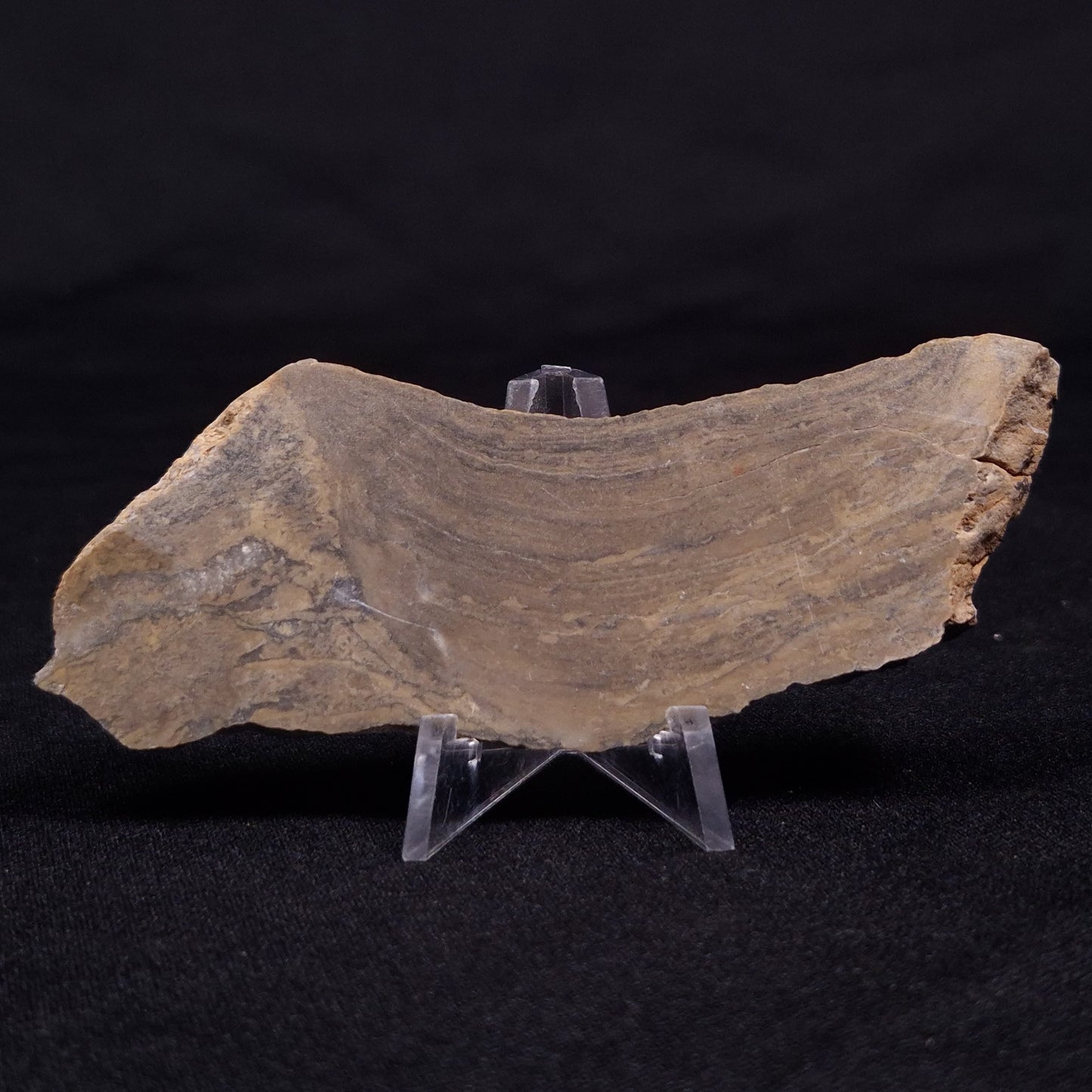 KUSSIELLA CF. KUSSIENSIS, Paleoproterozoic, Canada ZKK029