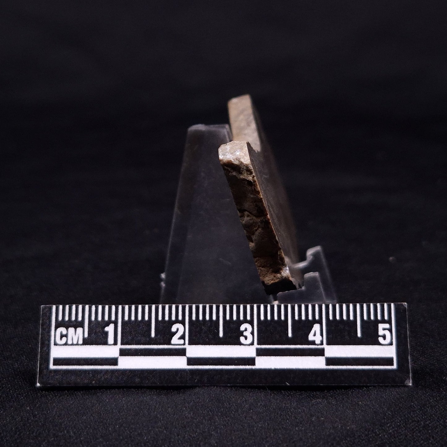 KUSSIELLA CF. KUSSIENSIS, Paleoproterozoic, Canada ZKK029