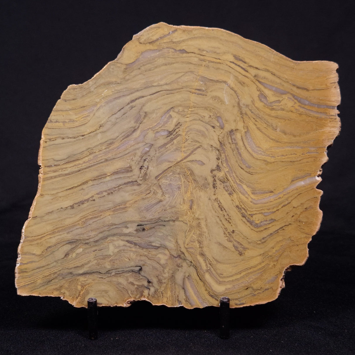 KUSSIELLA CF. KUSSIENSIS, Paleoproterozoic, Canada ZKK030