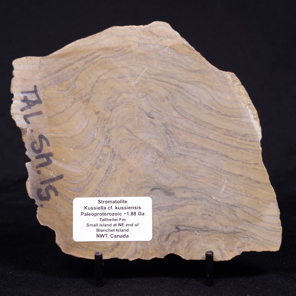 KUSSIELLA CF. KUSSIENSIS, Paleoproterozoic, Canada ZKK030