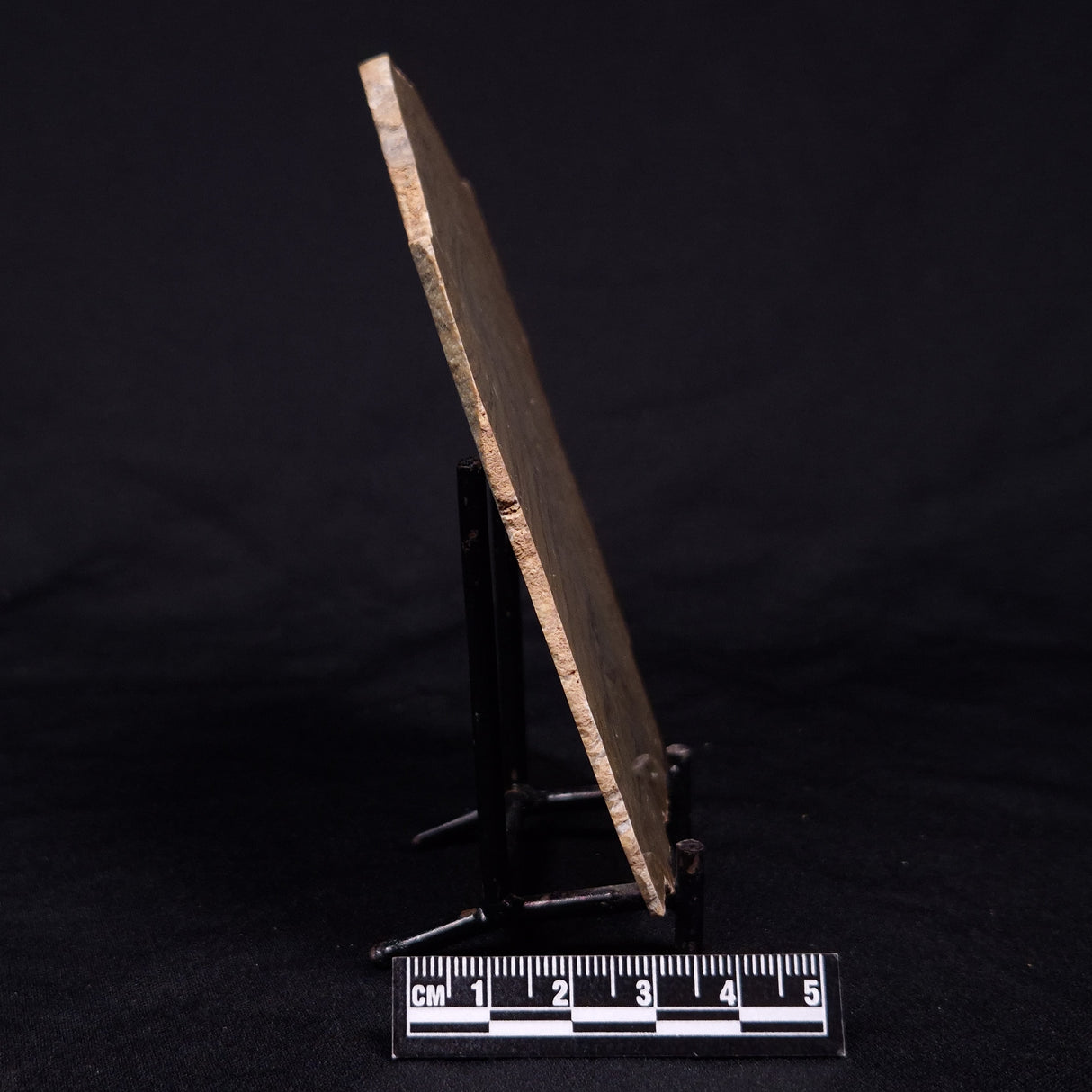 KUSSIELLA CF. KUSSIENSIS, Paleoproterozoic, Canada ZKK030