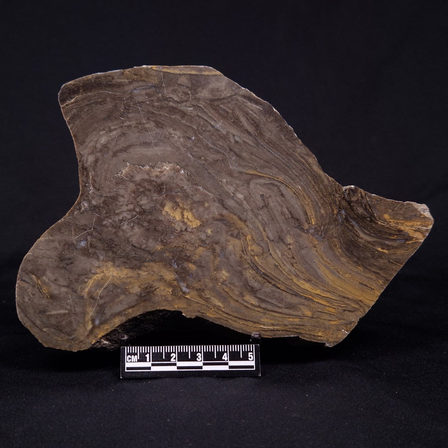 KUSSIELLA CF. KUSSIENSIS, Paleoproterozoic, Canada ZKK031