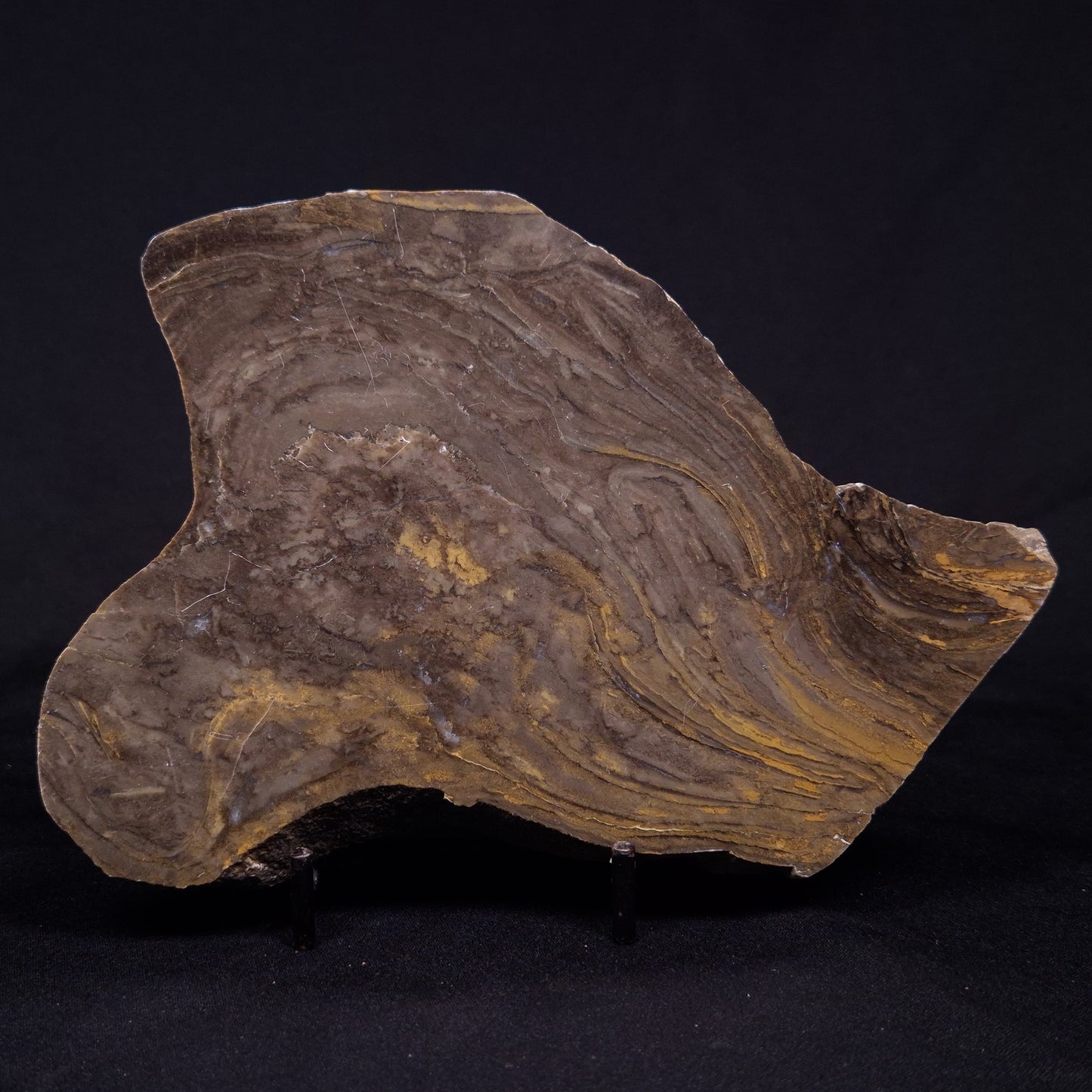 KUSSIELLA CF. KUSSIENSIS, Paleoproterozoic, Canada ZKK031