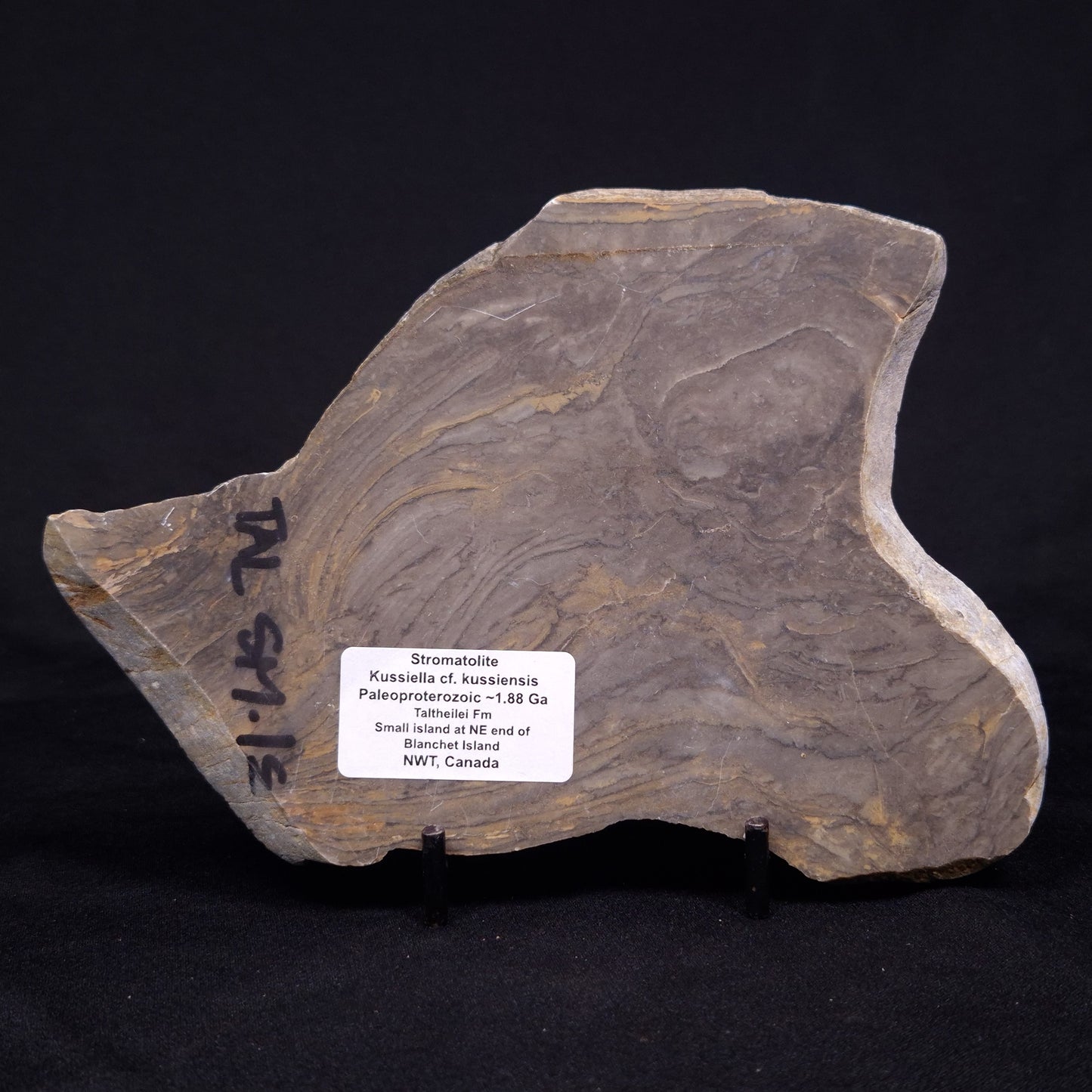 KUSSIELLA CF. KUSSIENSIS, Paleoproterozoic, Canada ZKK031